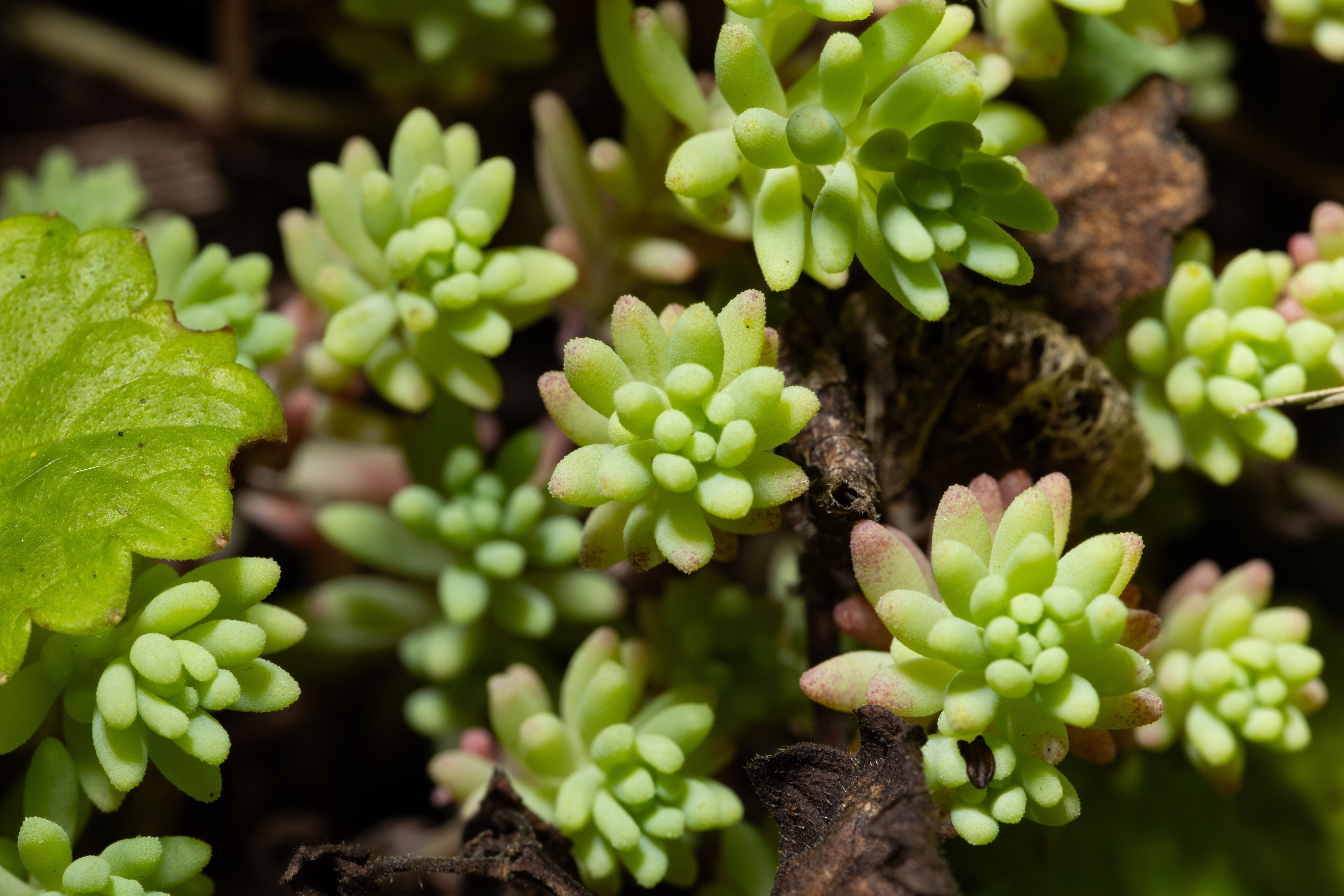 Фотографии растений Виктор Степанов. Фотограф Виктор Степанов