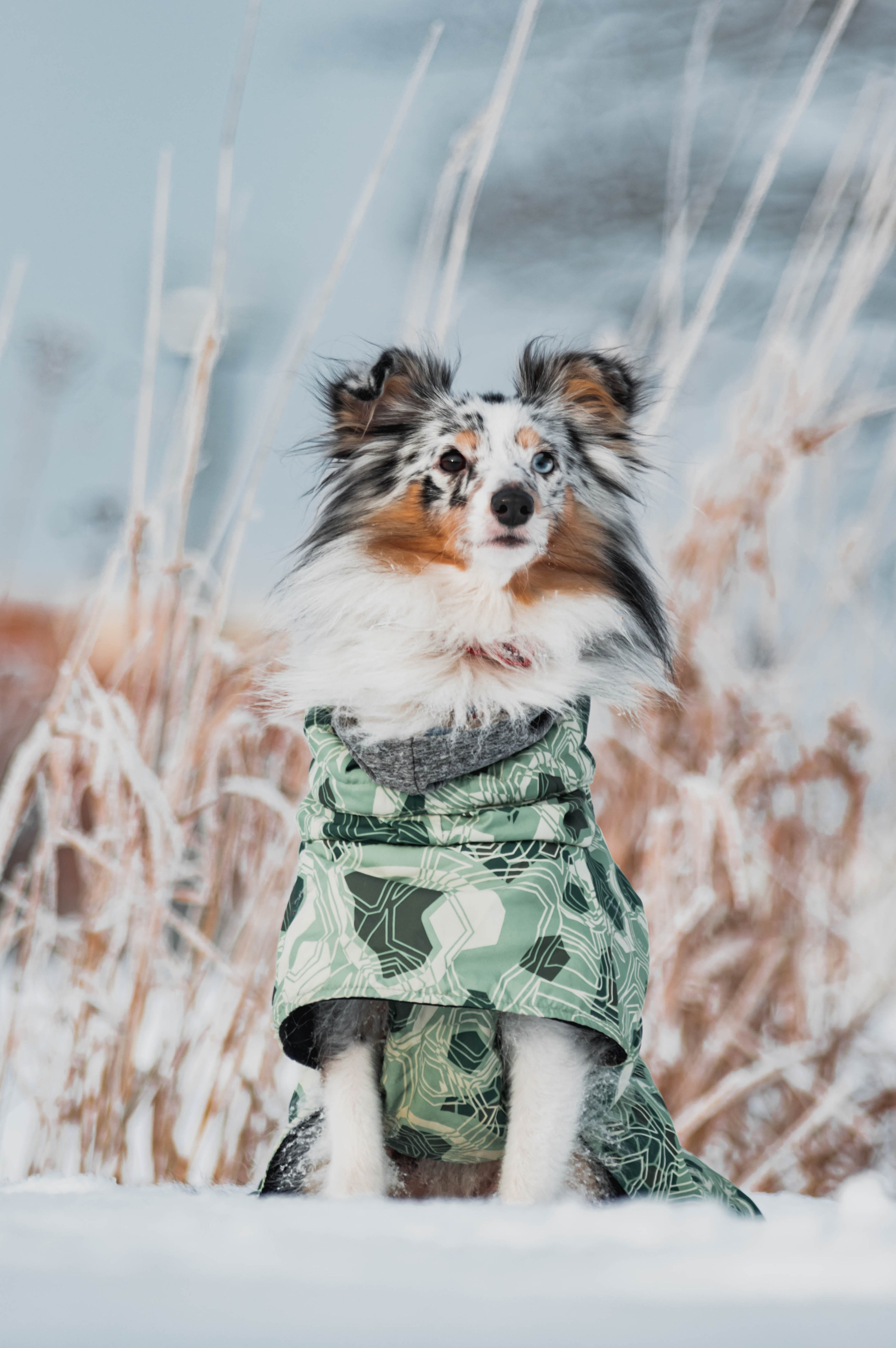 ЖИВОТНЫЕ. Фотограф Николай Шишигин