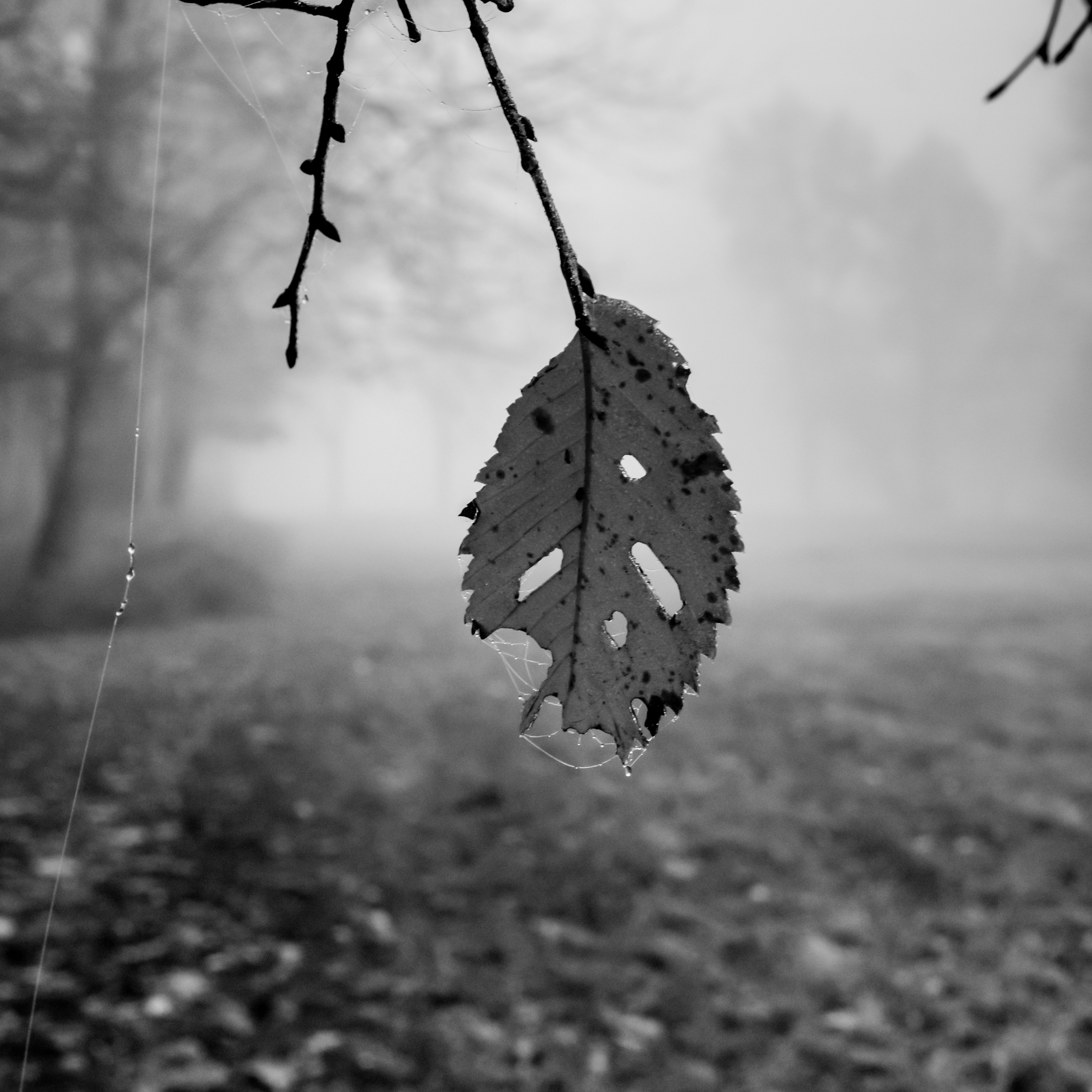 ЧЁРНО-БЕЛОЕ. Фотограф Николай Шишигин