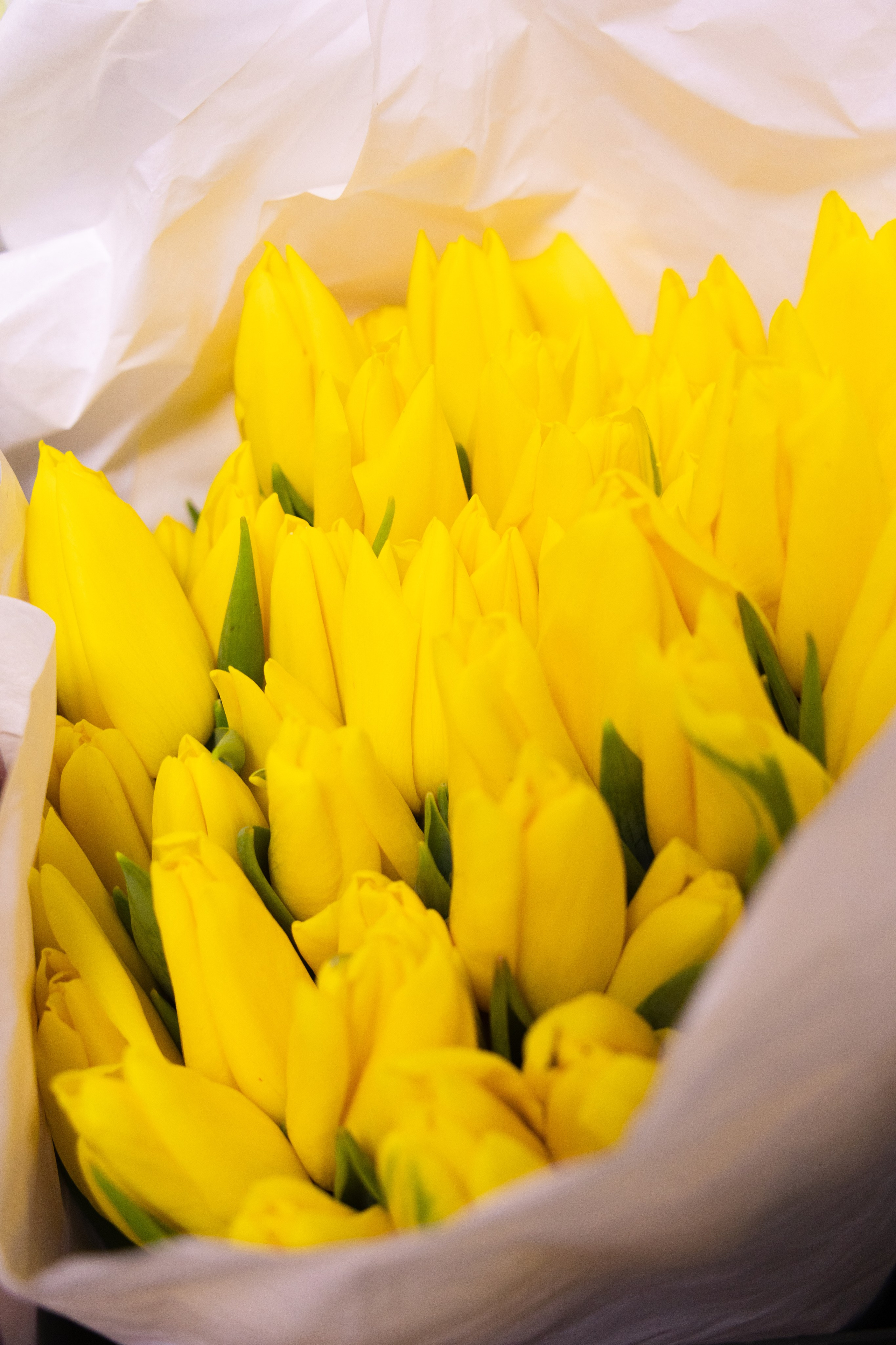 желтые тюльпаны - букет в белой упаковке