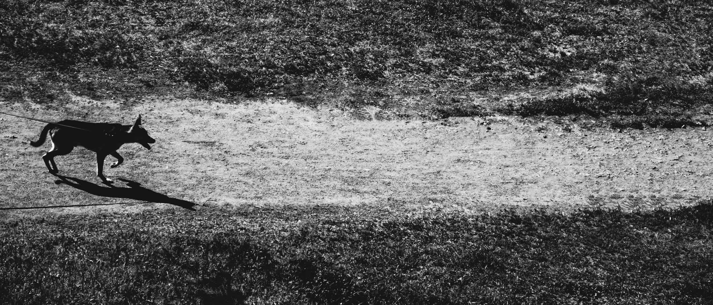 Saint Petersburg. The Andris