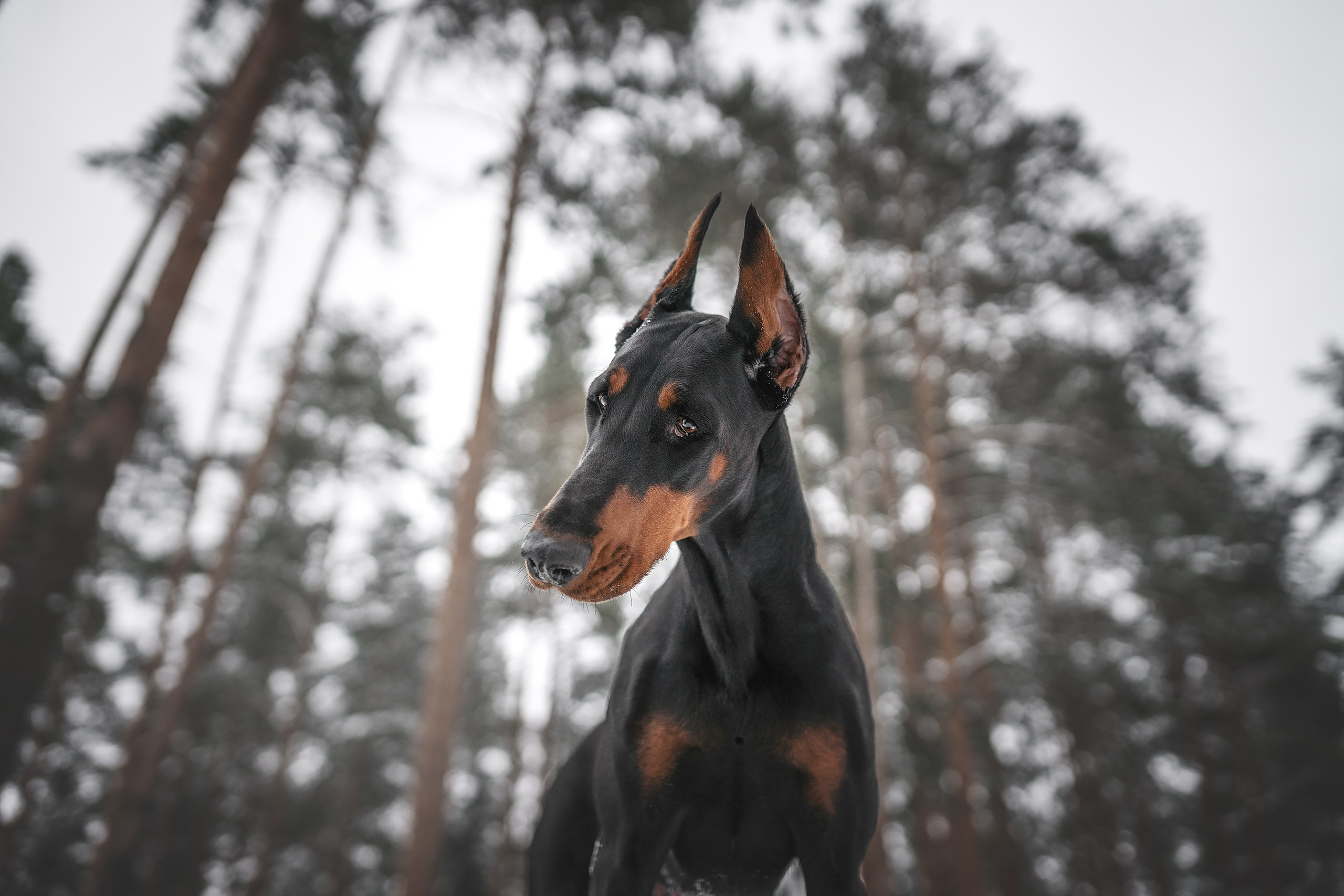 Челси. Фотограф анималист Осипчикова Мария