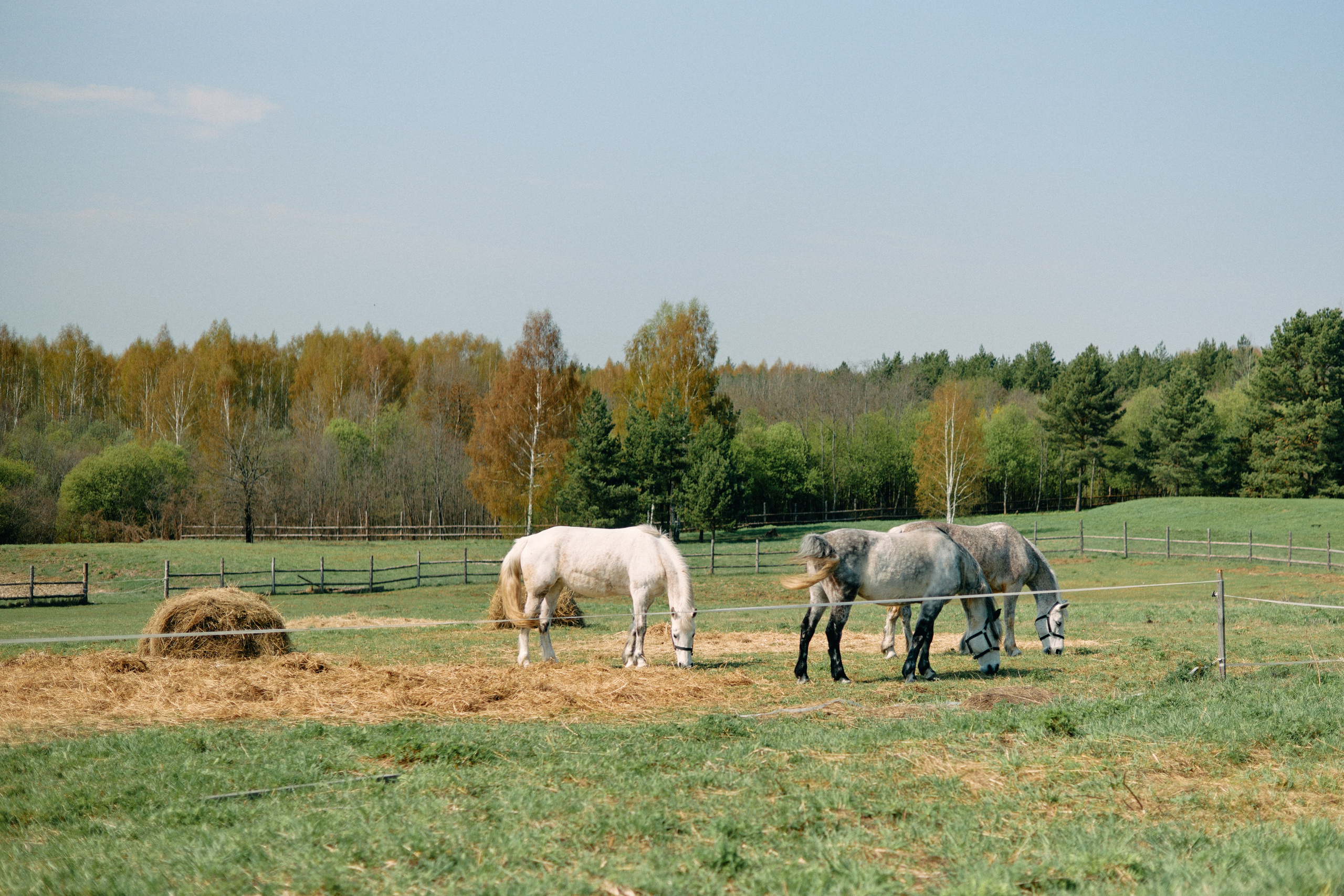 Бутик-отель Поле летом. Профессиональный Фотограф во Владимире, в Москве и в Суздале — Полина Романычева