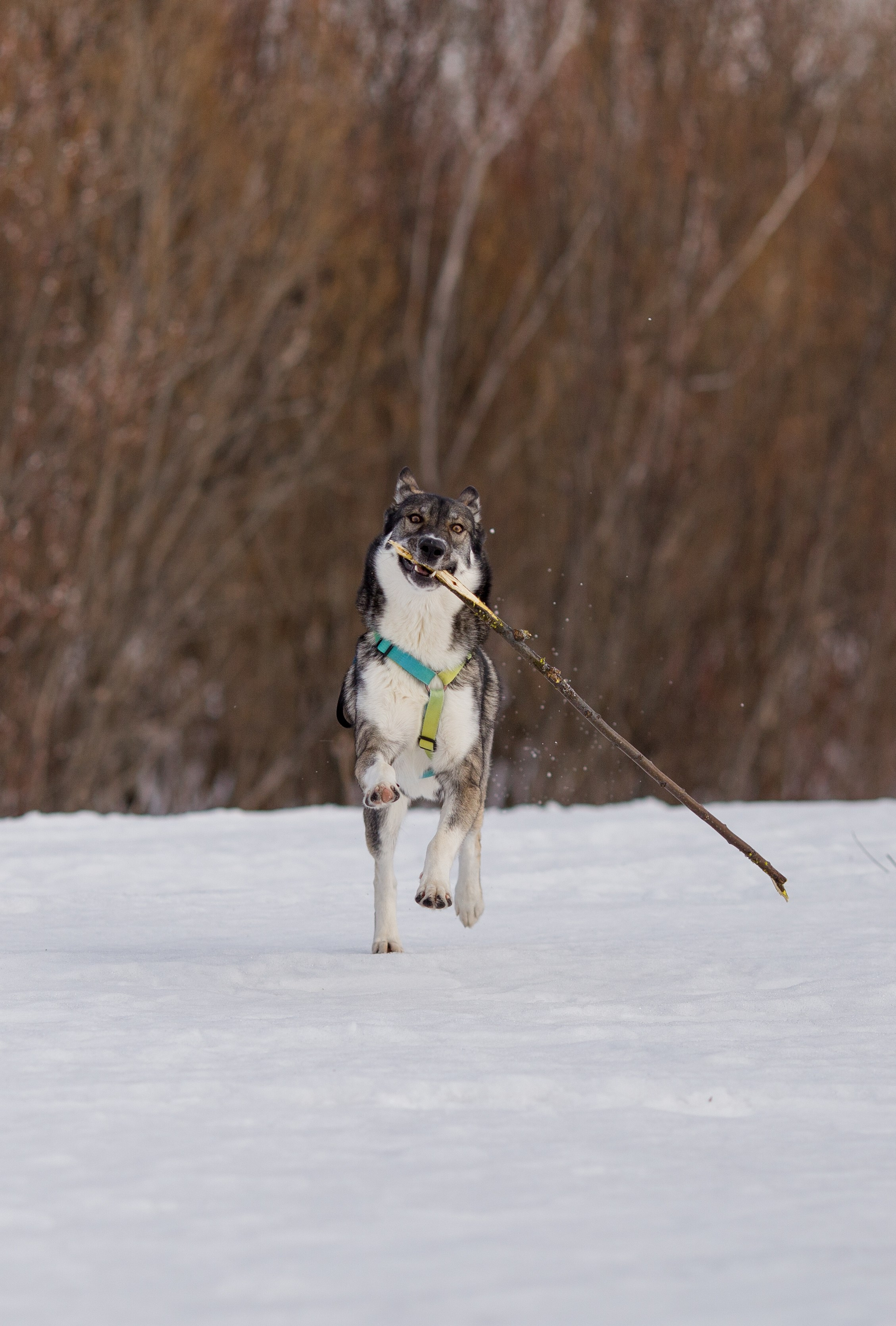 Фотосессия с собакой в Архангельске