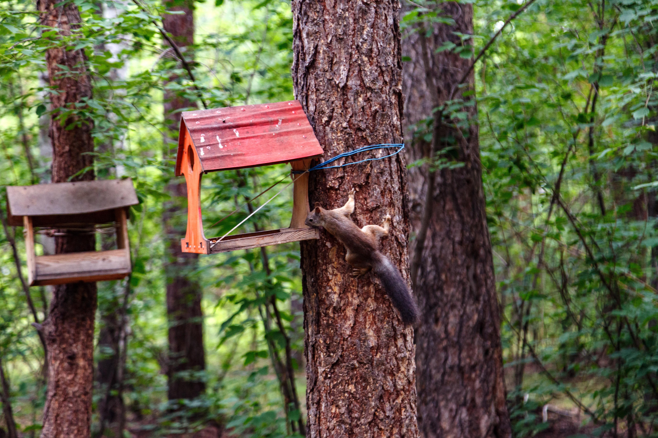 Белки / Squirrels. Фотограф Андрей Гузеев