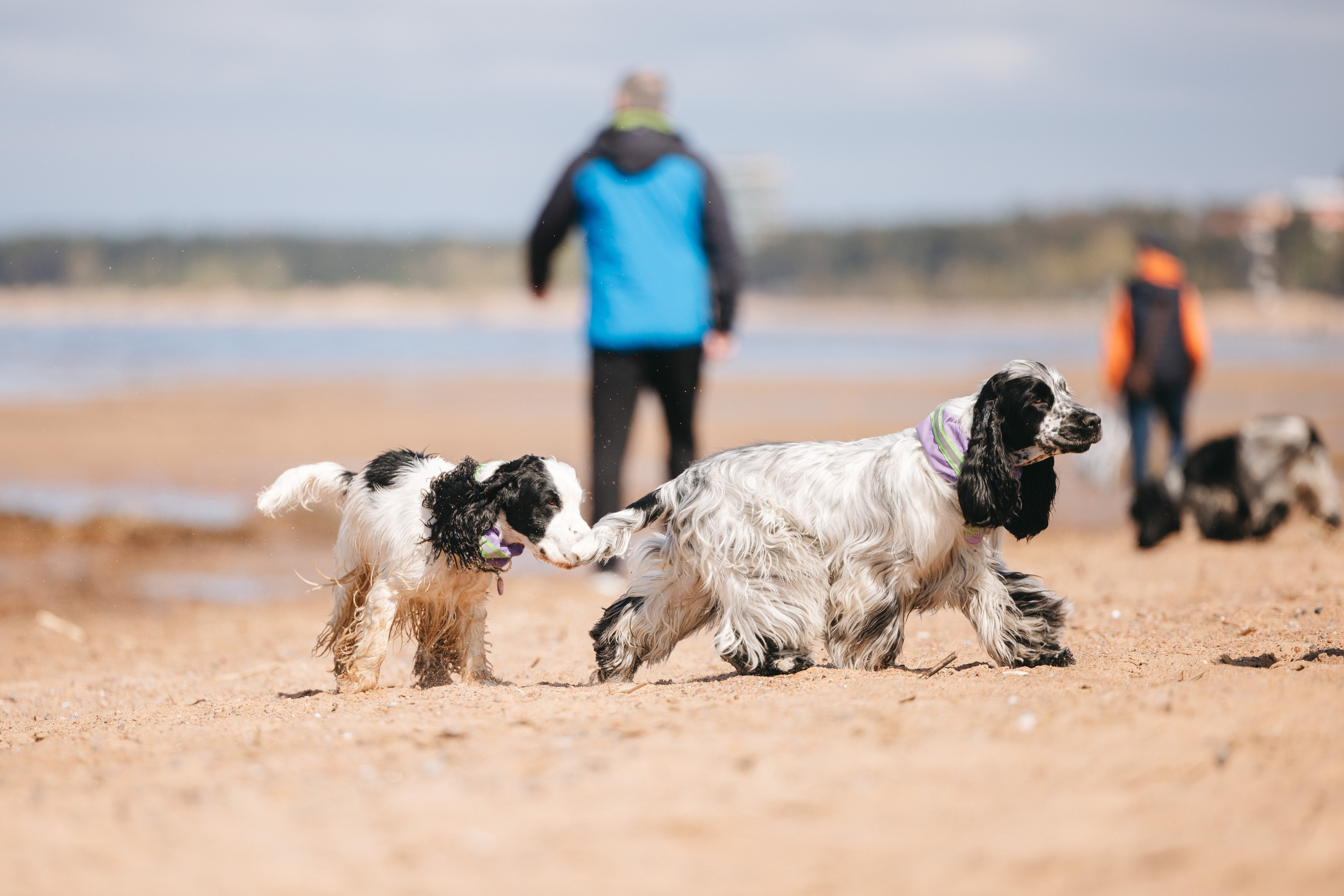 Спанимания. Фотограф анималист Осипчикова Мария