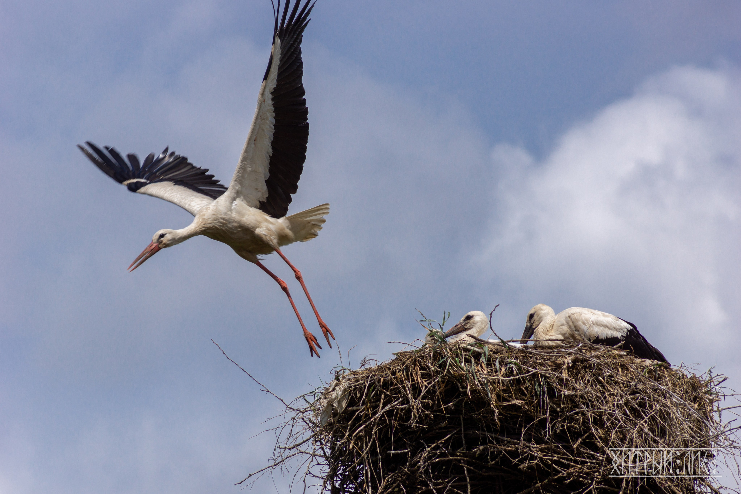 Беларусь. Фотограф-путешественник Самойлов Максим «Sly Fox»