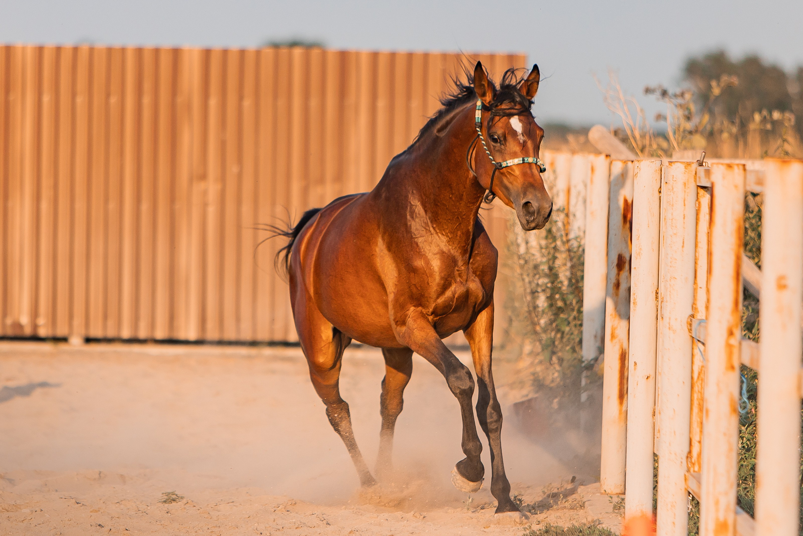 Анималистика. Главная