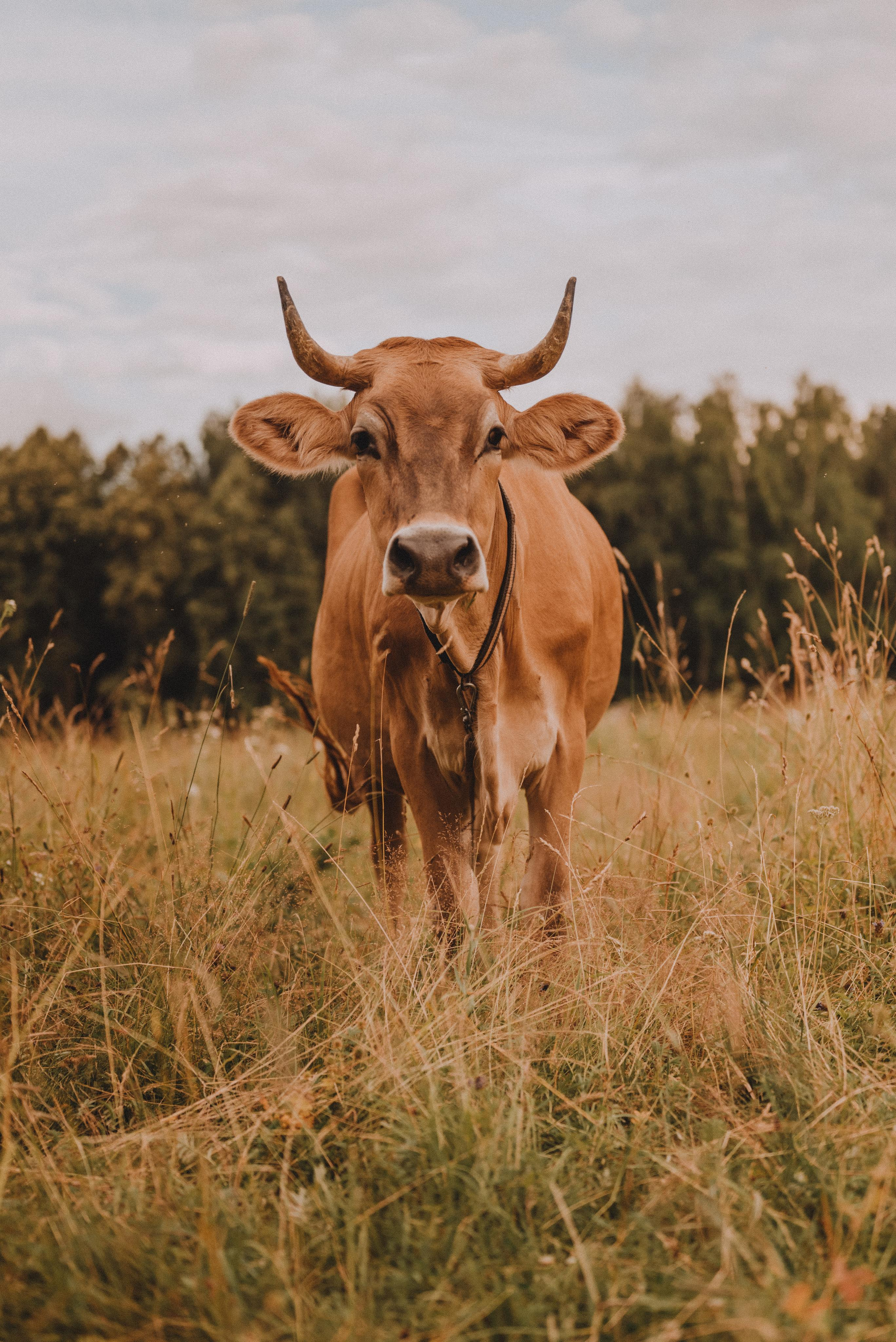 Маленькая Ева с родителями. Фотограф Кристина Пархоменко