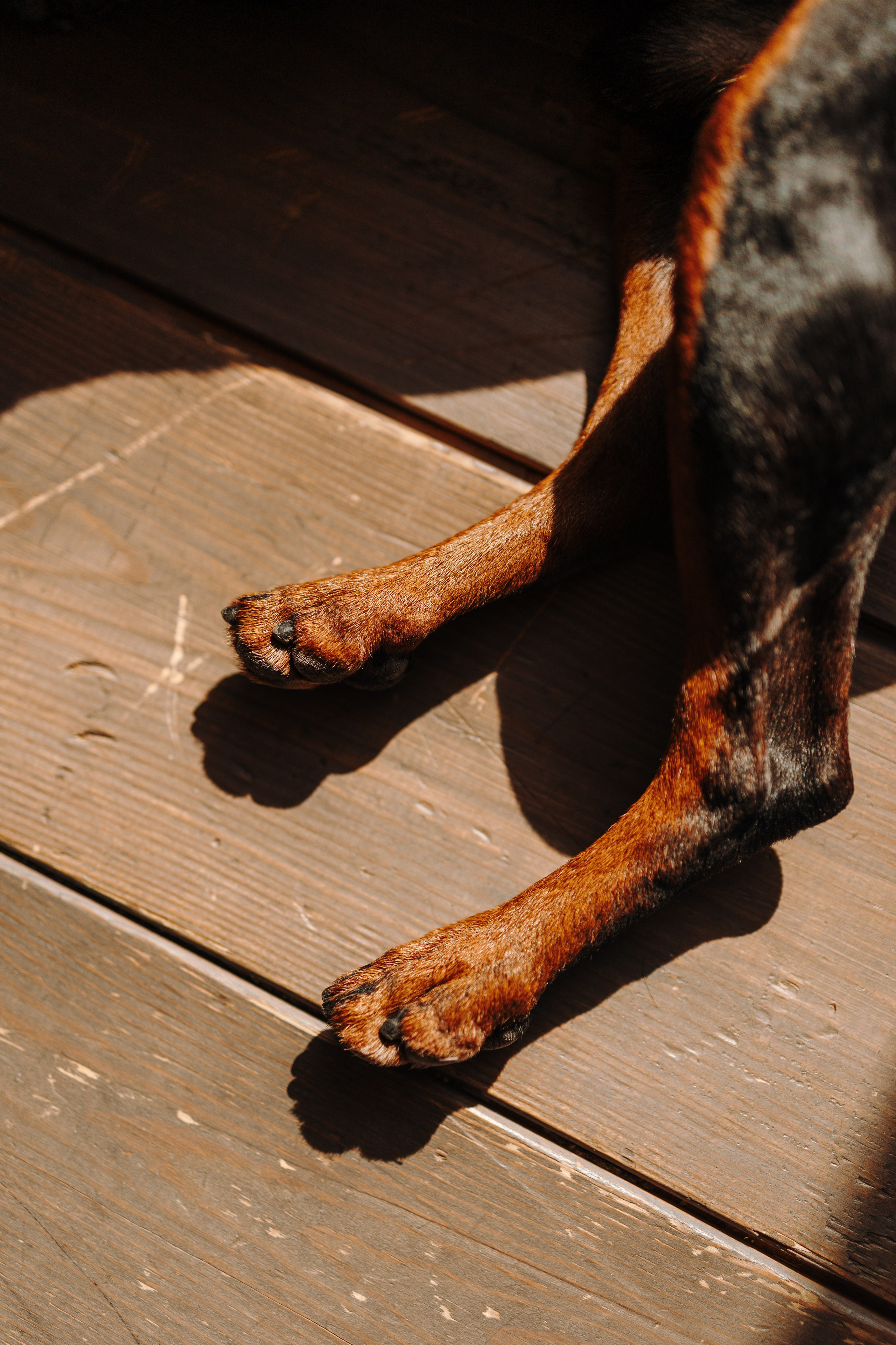 Катя и ее мальчики. Фотограф — Анималист | Санкт-Петербург