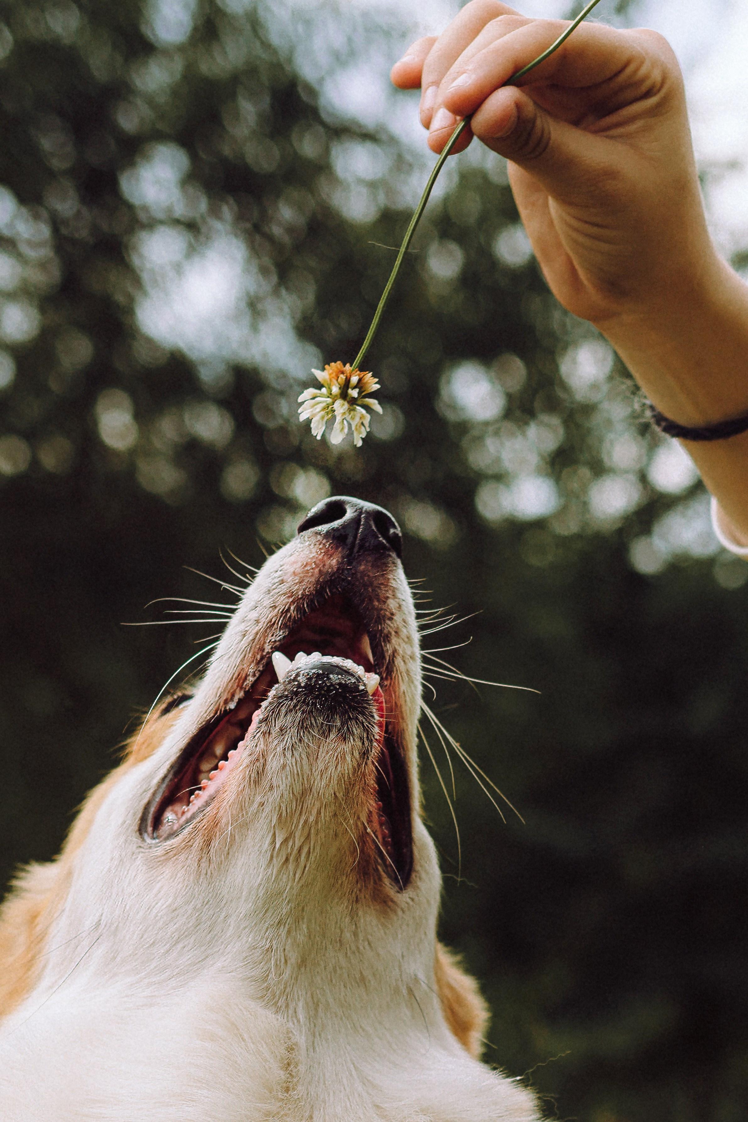 Никки и его семья