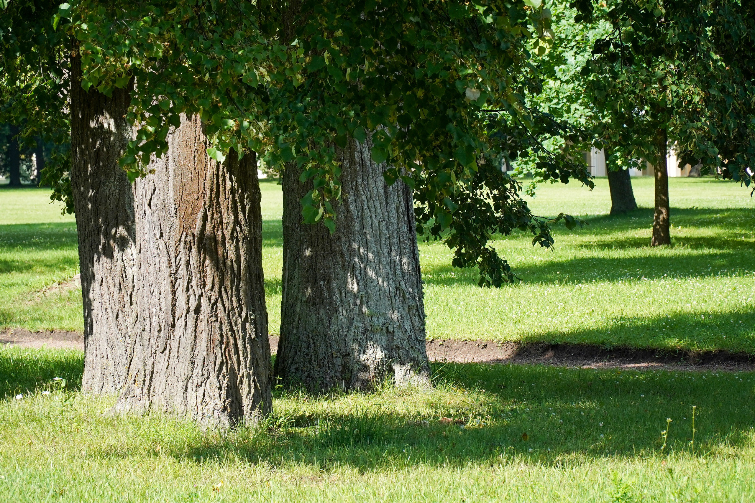 ОРАНИЕНБАУМ. Июль 2024. Фотограф Наталья Погодина в г. Обнинске