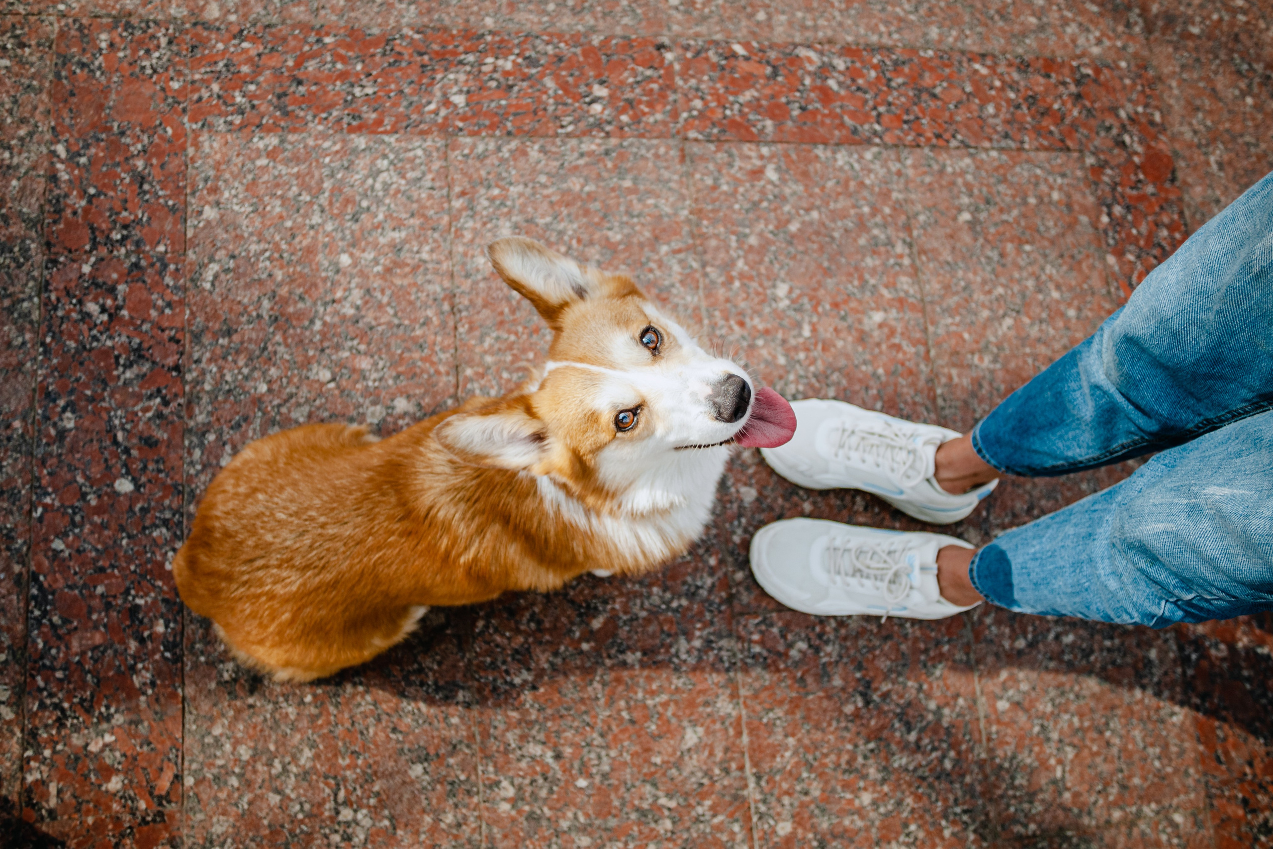 Андреевский мост. Фотограф-анималист Татьяна Степанова