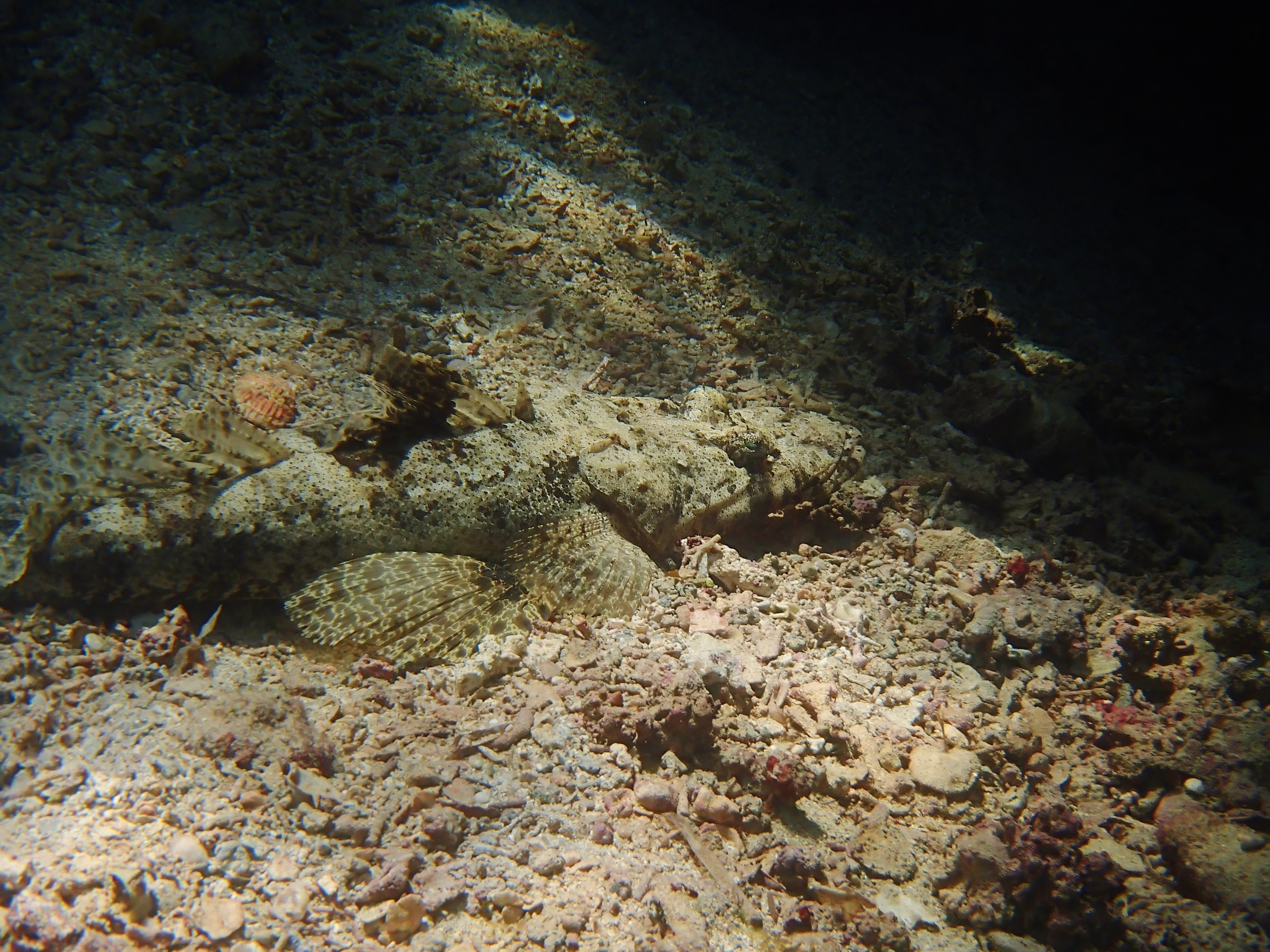 Мне посмотреть. Рыбов показываю