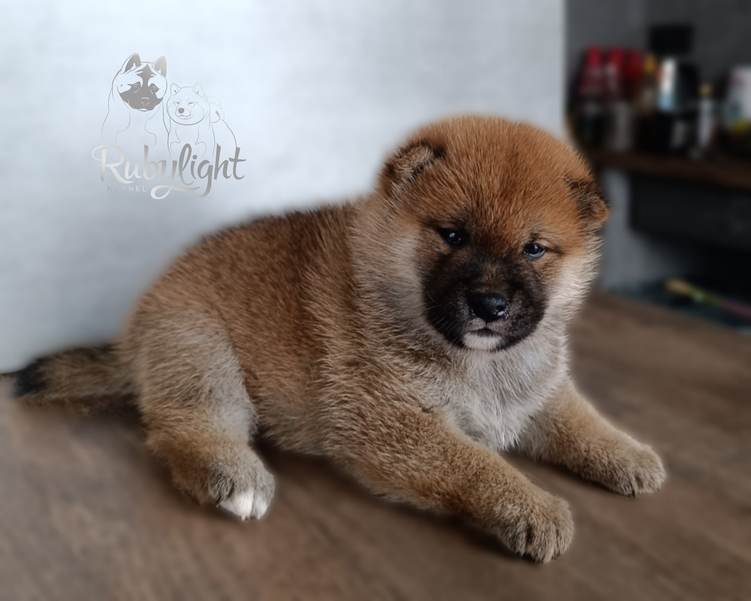 Сиба Rubylight Ellis питомник Рубилайт 