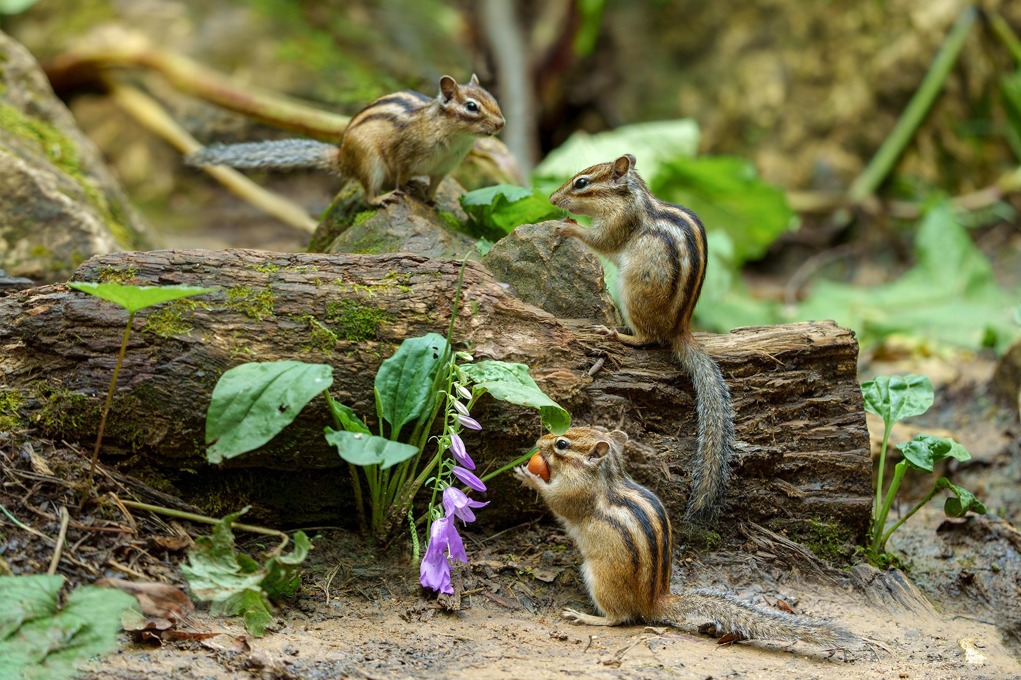 Животные. Ваш личный фотограф Марина Волкова
