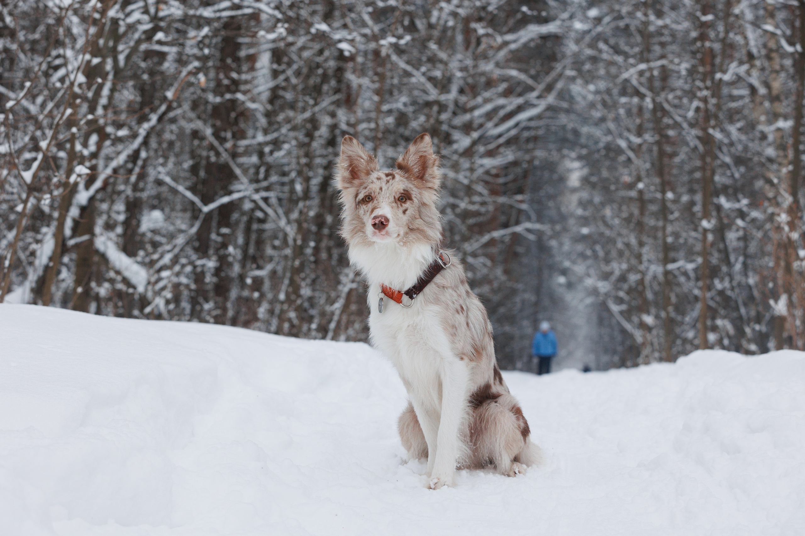Даша и компания. Фотограф анималист Кристина Карпова, Москва