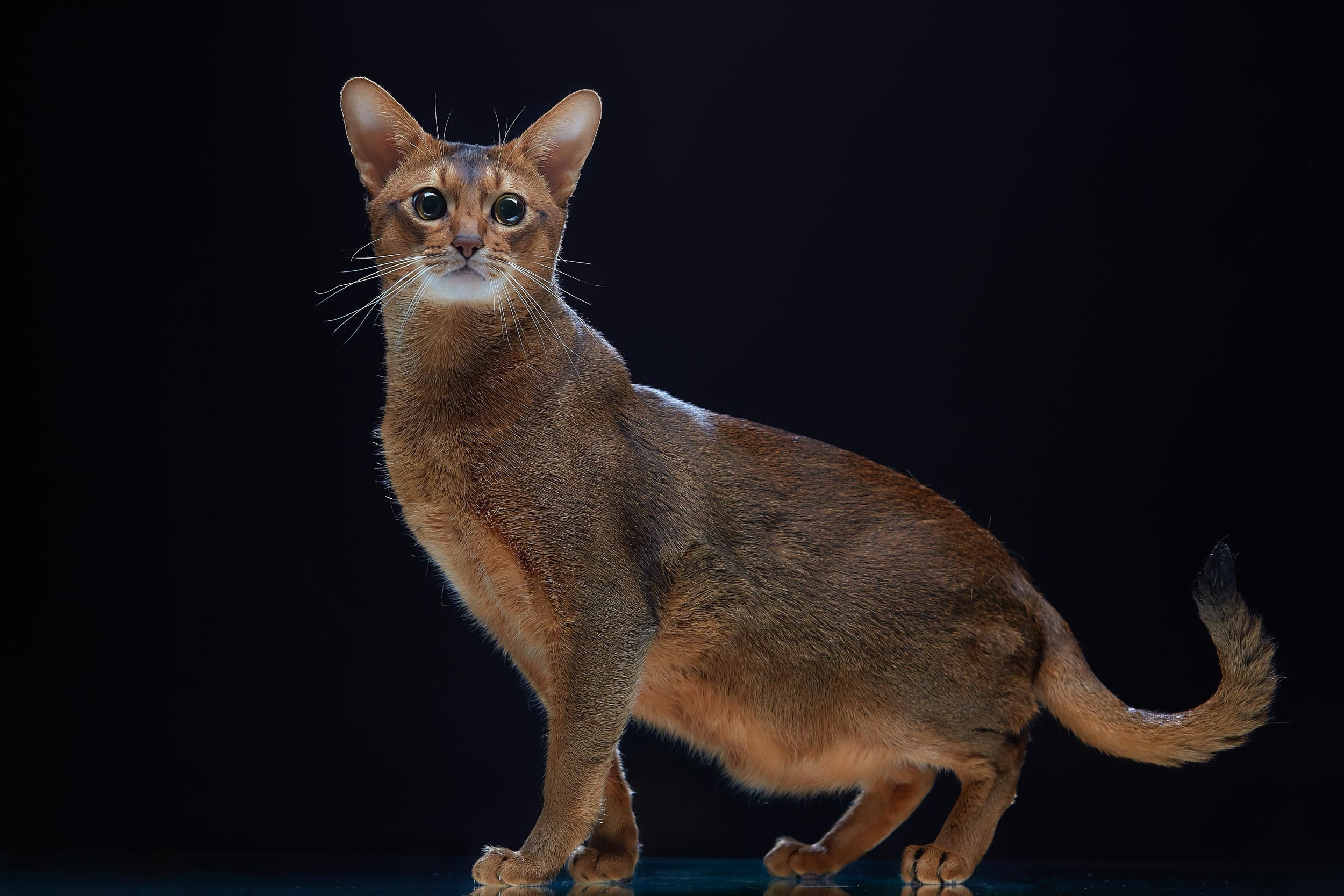 Животные. Photographer for business Mikhail Semenov. Aqua photo studio, photo school