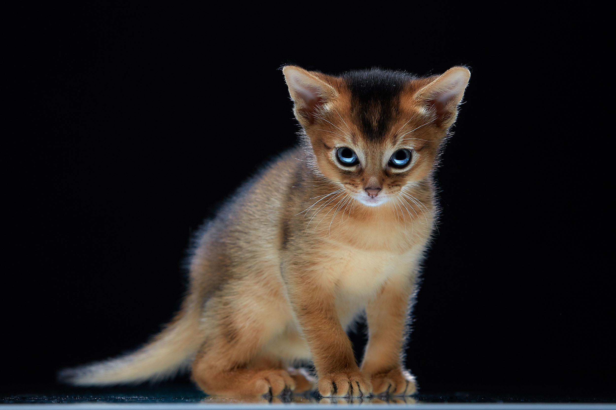 Животные. Photographer for business Mikhail Semenov. Aqua photo studio, photo school