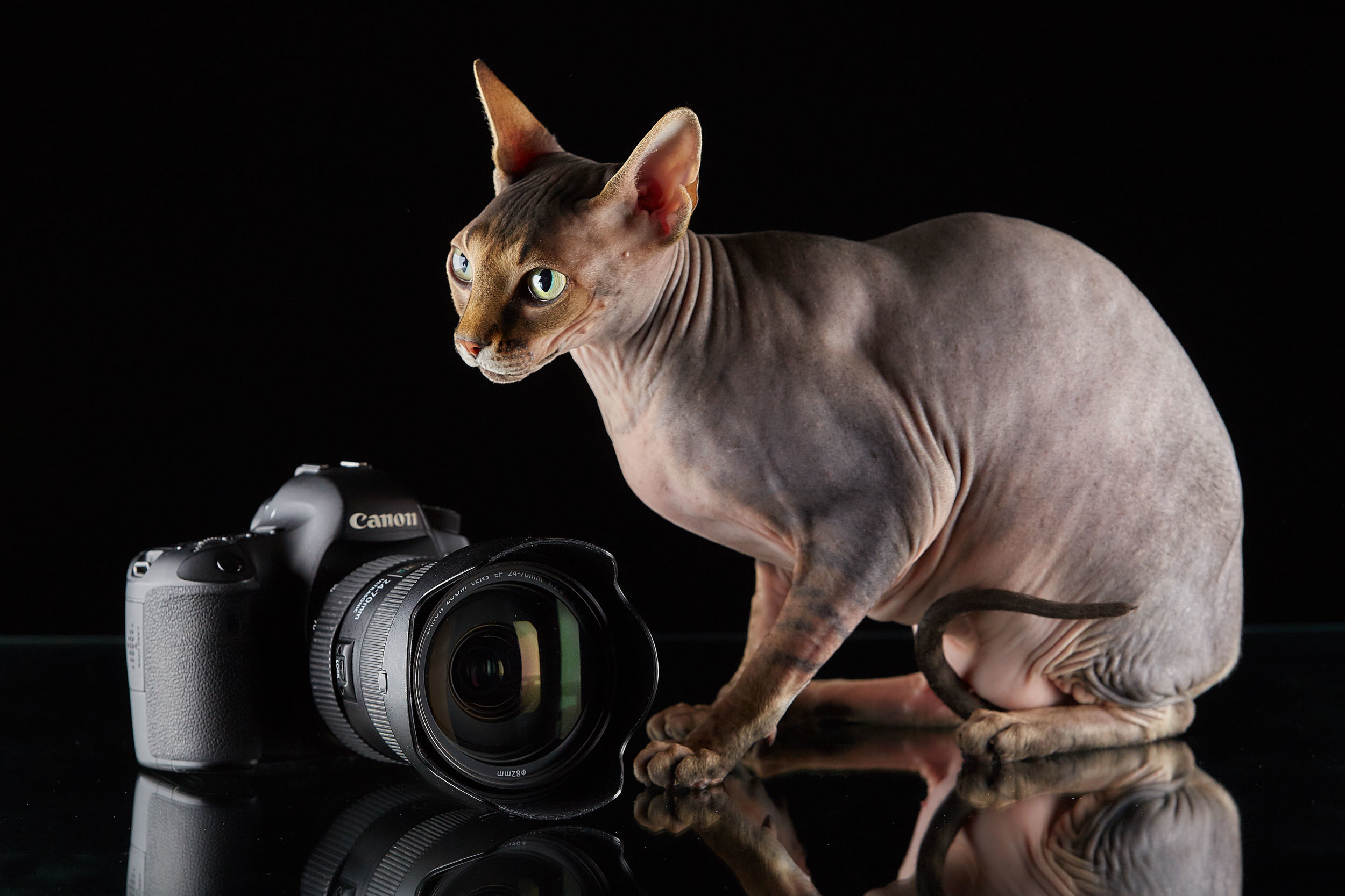 Животные. Photographer for business Mikhail Semenov. Aqua photo studio, photo school