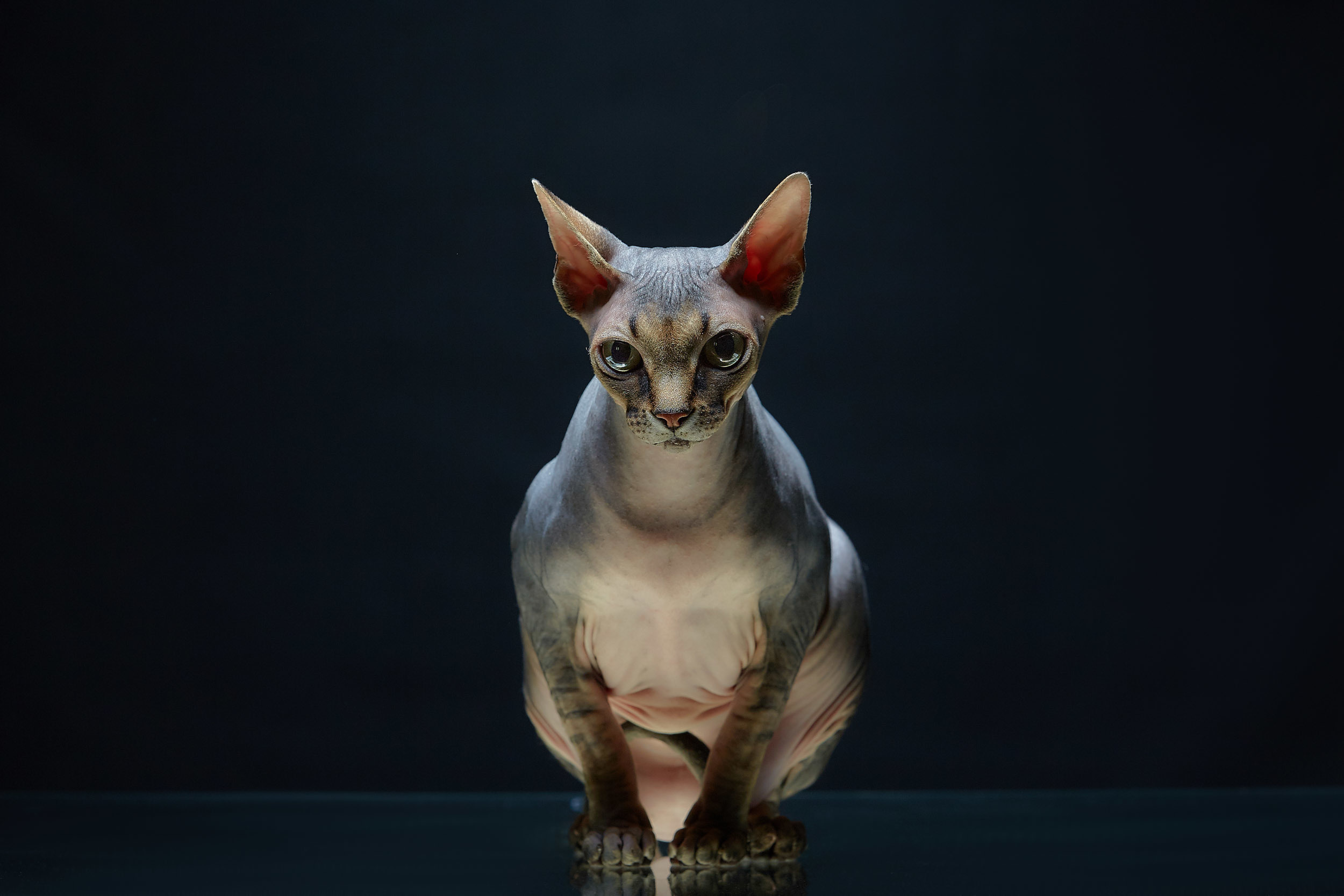 Животные. Photographer for business Mikhail Semenov. Aqua photo studio, photo school