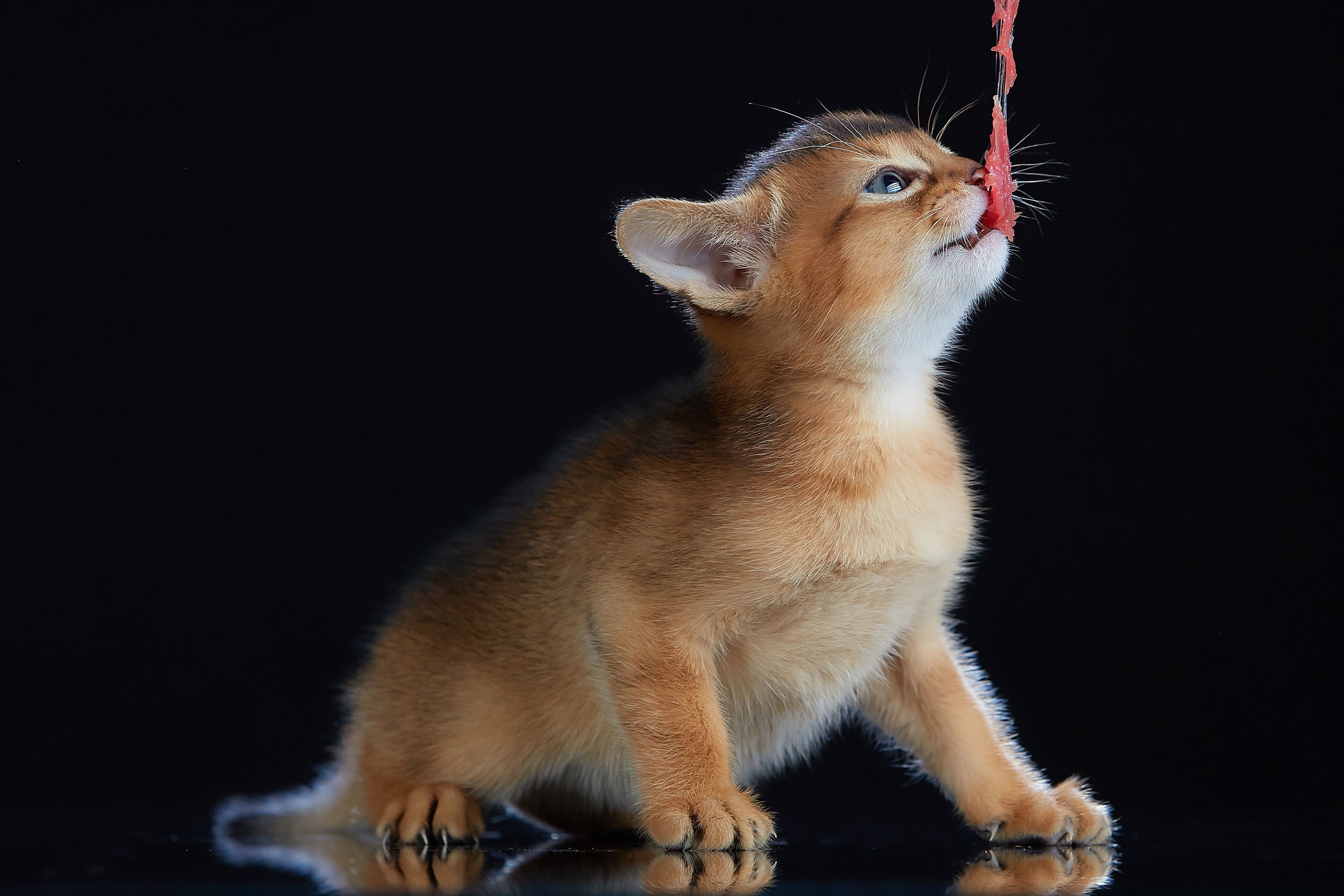 Животные. Photographer for business Mikhail Semenov. Aqua photo studio, photo school