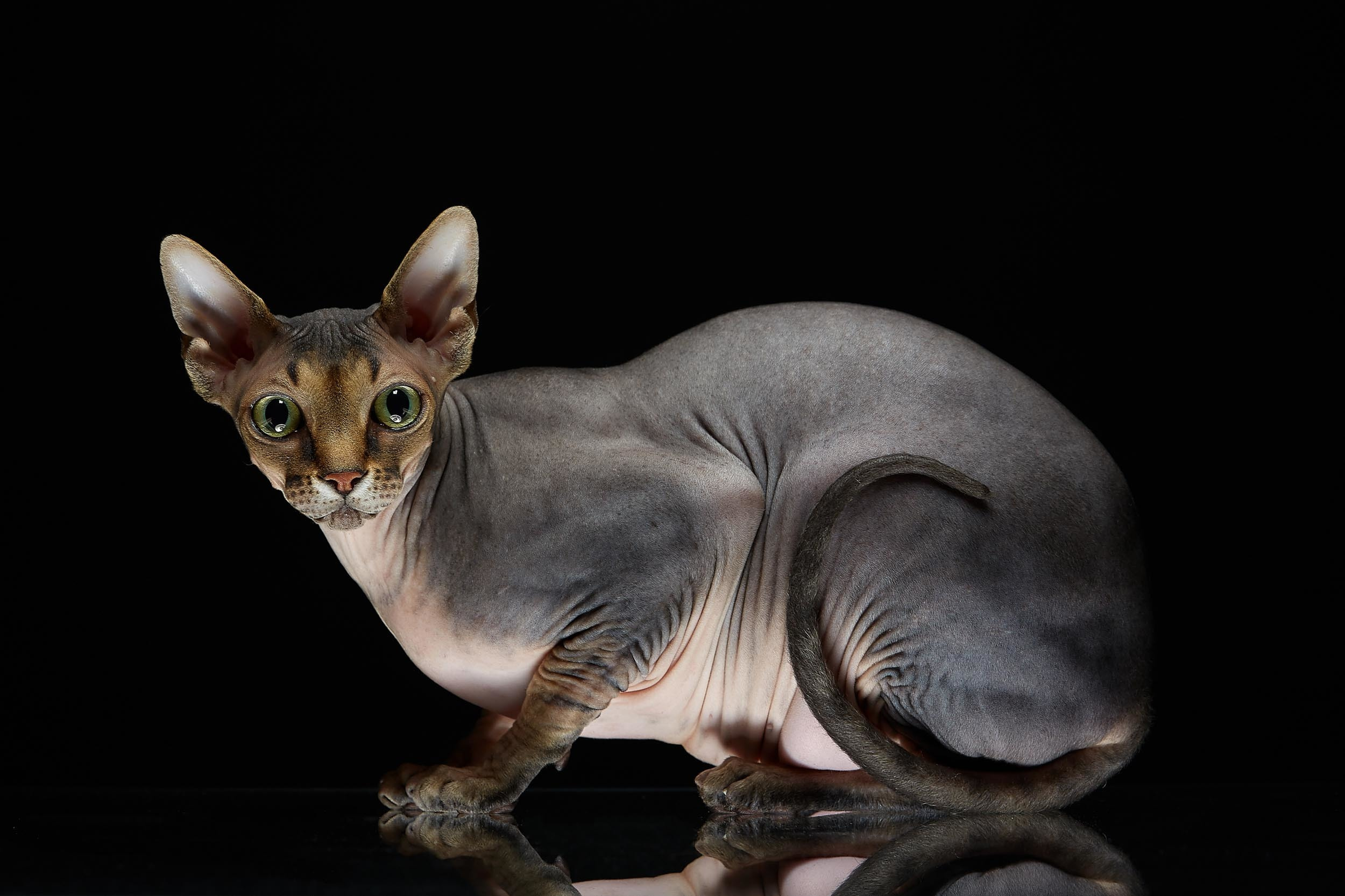 Животные. Photographer for business Mikhail Semenov. Aqua photo studio, photo school