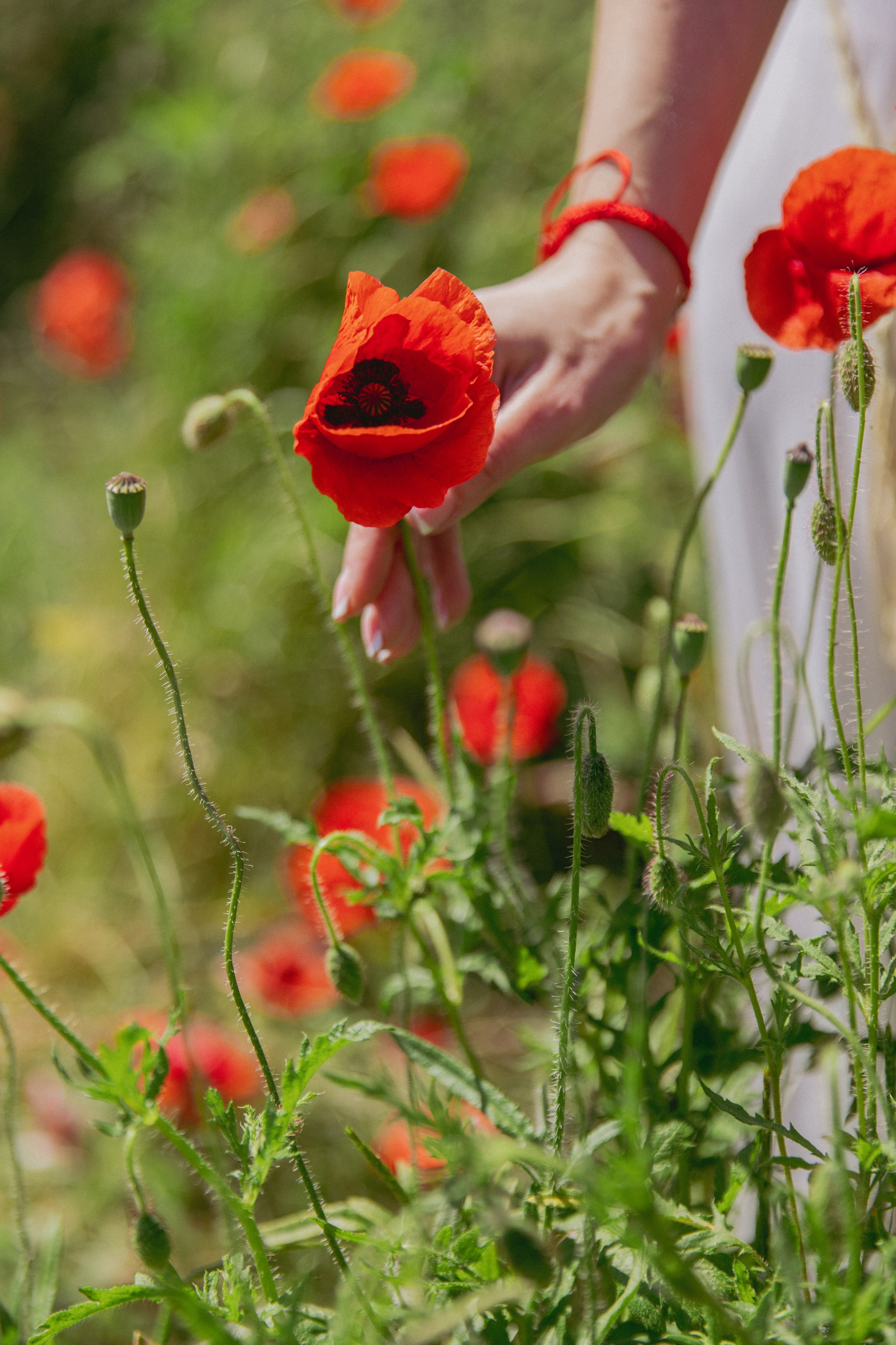 ФОТОСЕССИЯ В МАКАХ. Портретный фотограф в Краснодаре Надежда Елынко