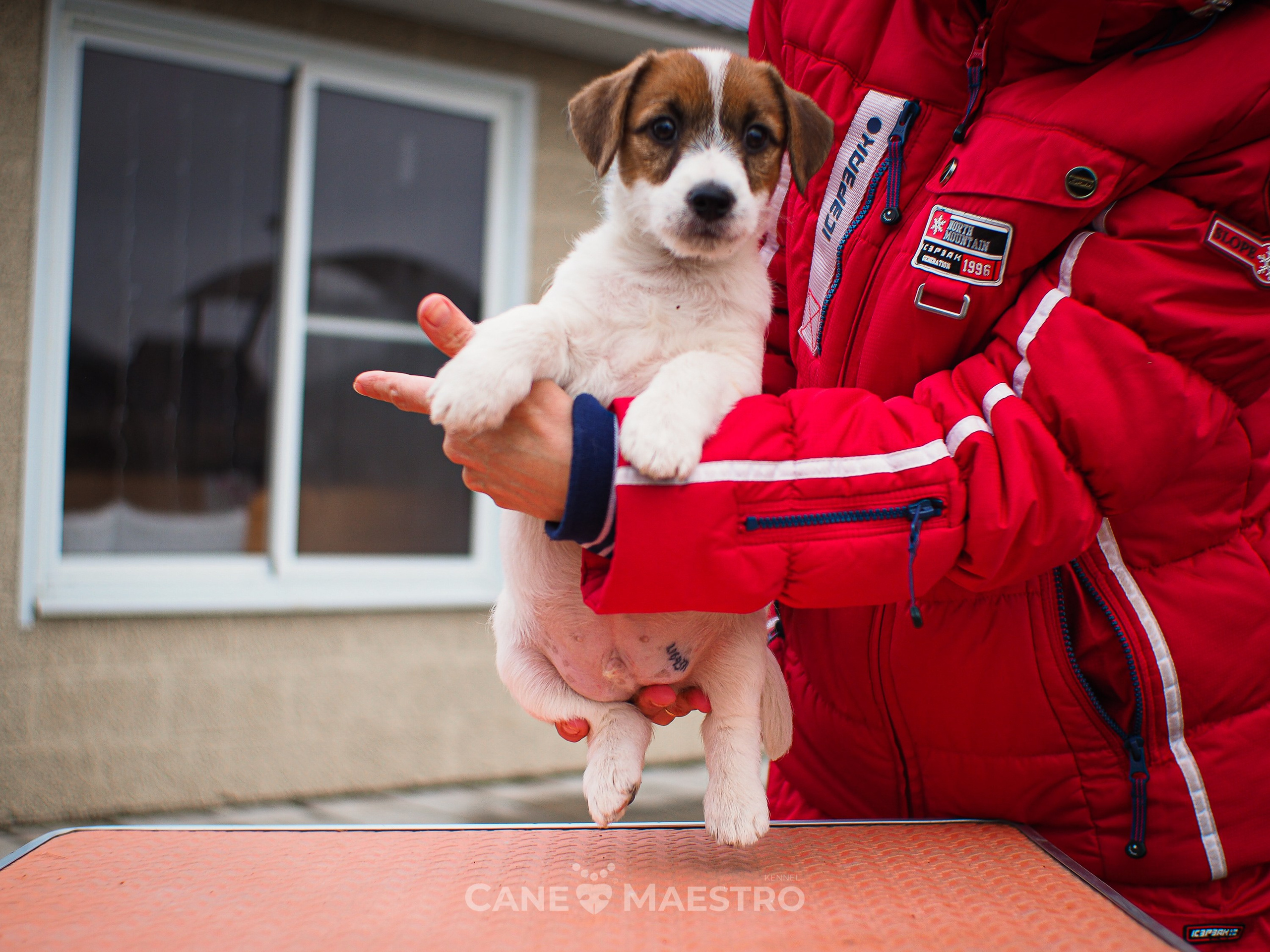 3КОБЛ_СНЕГОВИК. CANE MAESTRO — kennel Jack Russell Terrier