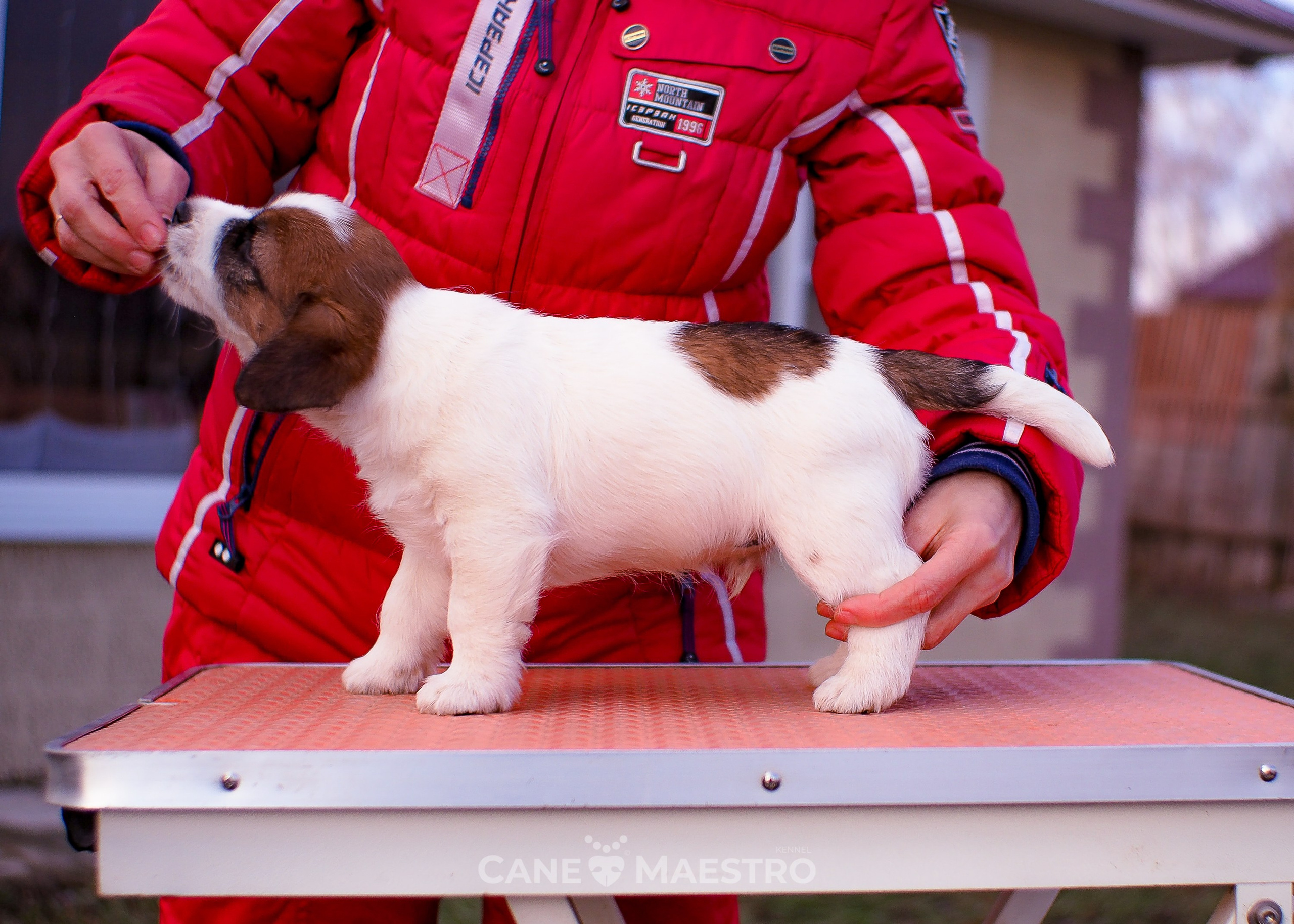 Мальчик 2. Кобель бело-рыжий. Джек рассел терьер щенок. КАНЕ МАЭСТРО — питомник Джек рассел терьеров