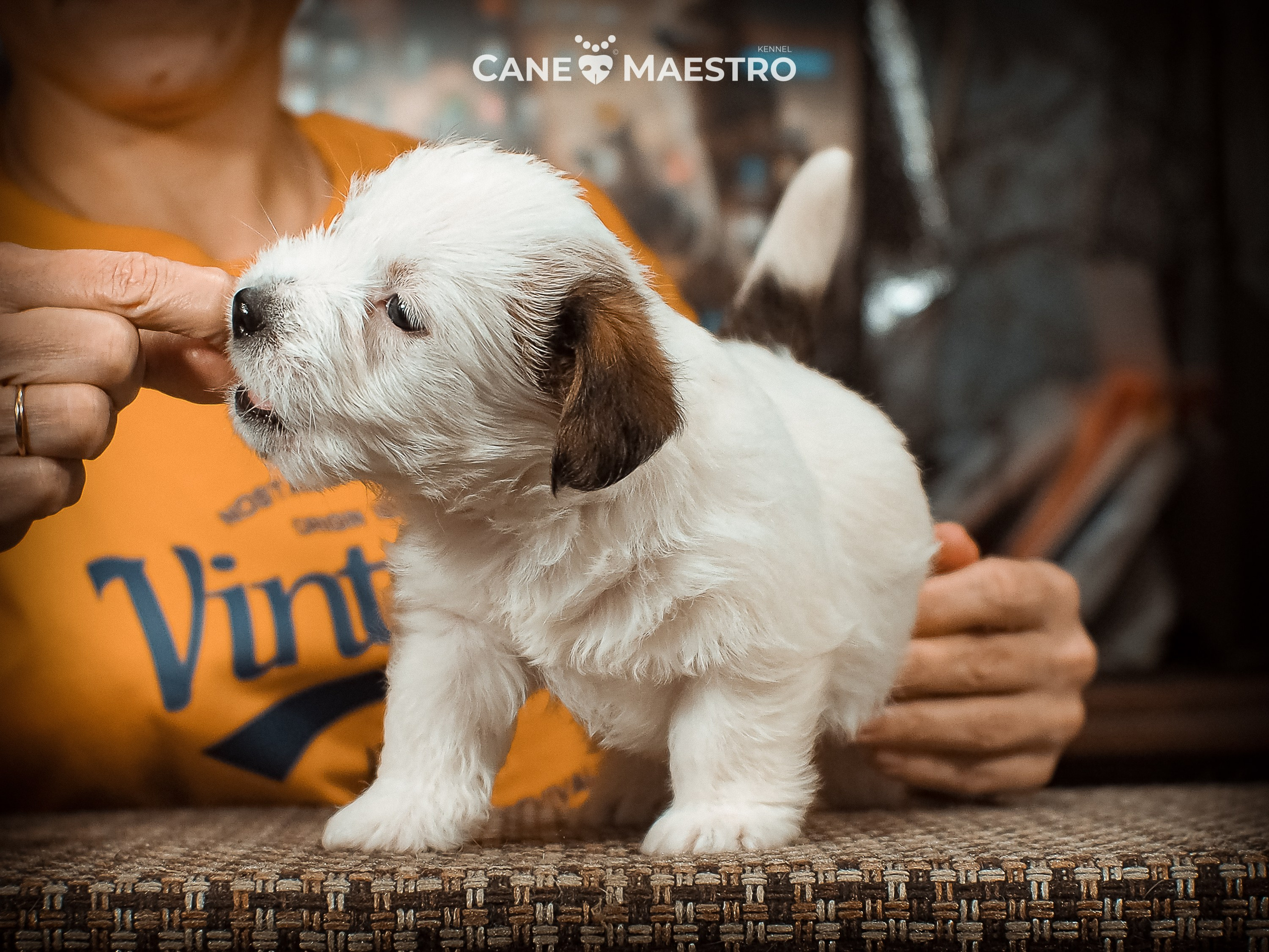 КОБ_Б_МОНОКЛЬ. CANE MAESTRO — kennel Jack Russell Terrier