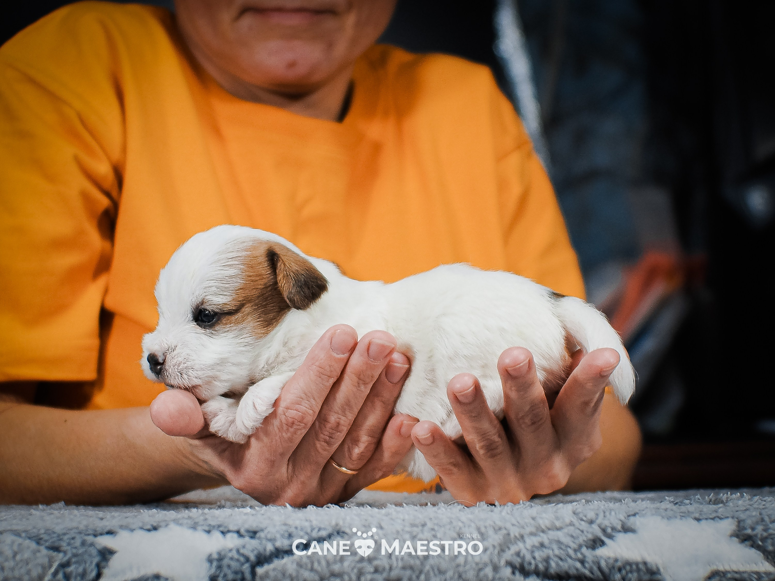СУКА_ЛИСА_05_01_26. CANE MAESTRO — kennel Jack Russell Terrier
