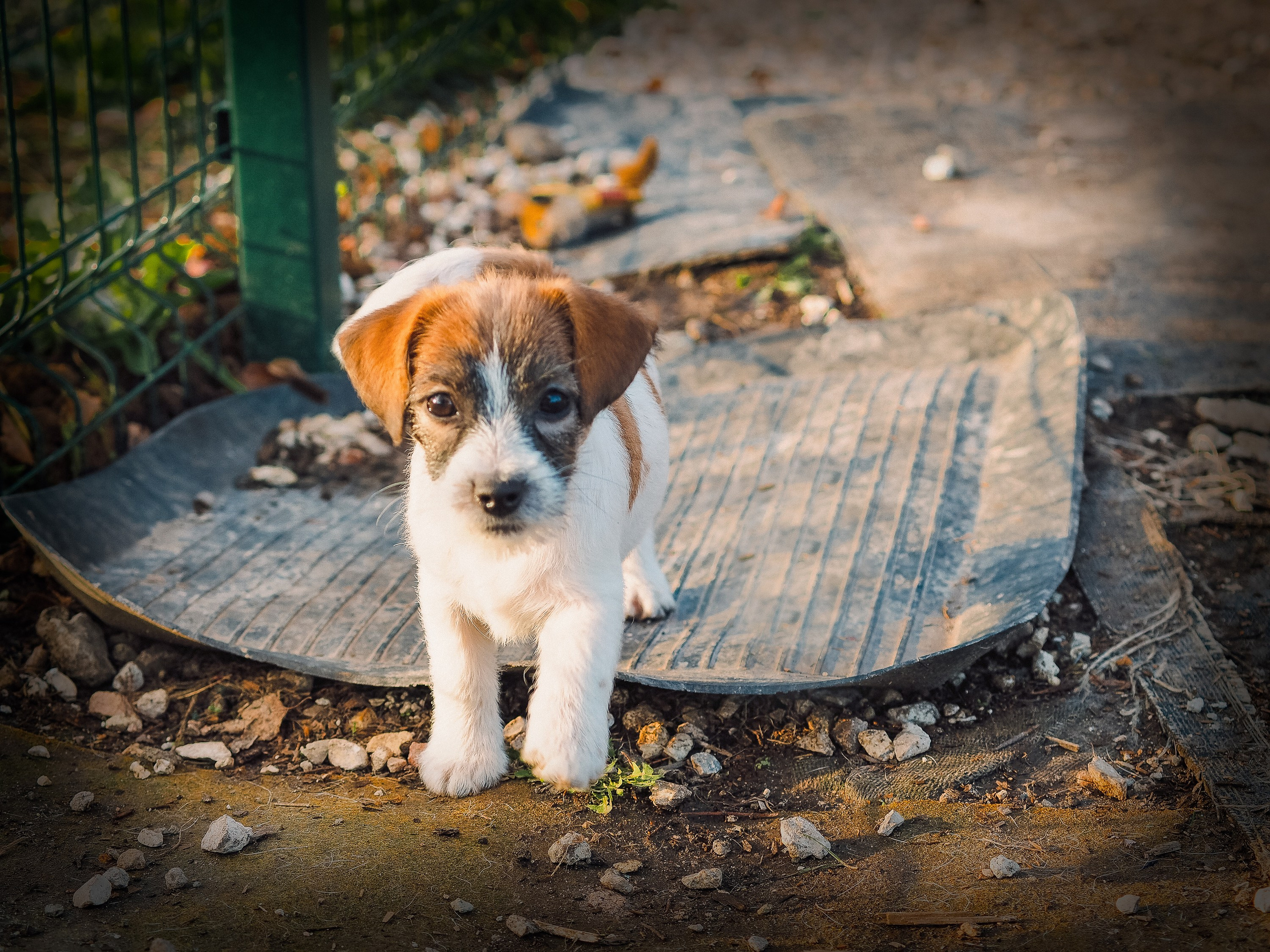 X_female_2_b-t. CANE MAESTRO — kennel Jack Russell Terrier