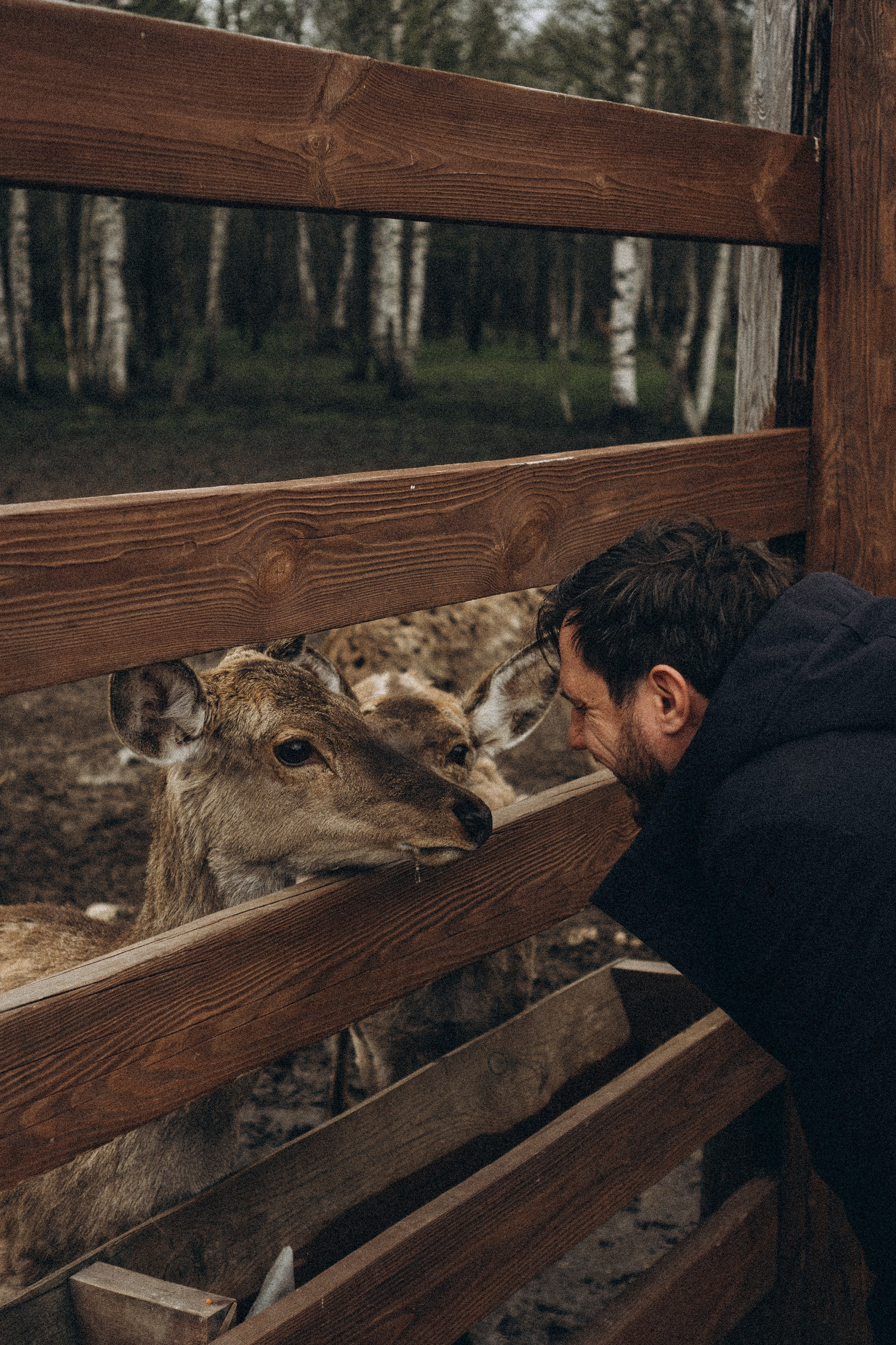 ОЛЕНЬЯ ФЕРМА В ТВЕРИ. Профессиональный фотограф, Санкт-Петербург — Виктория Богомолова