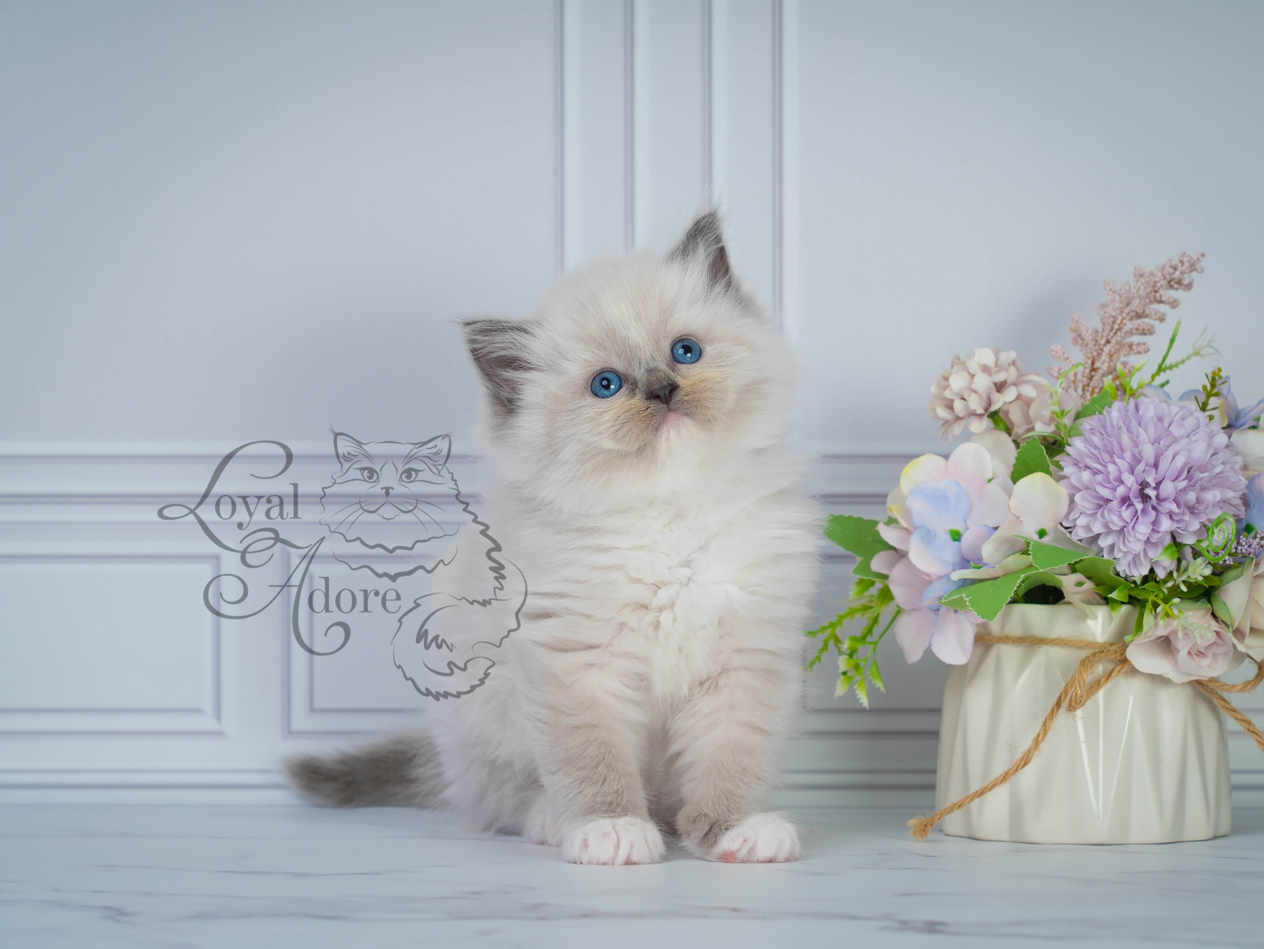 Котята рэгдолл от Loyal Adore. Питомник рэгдолл Loyal Adore