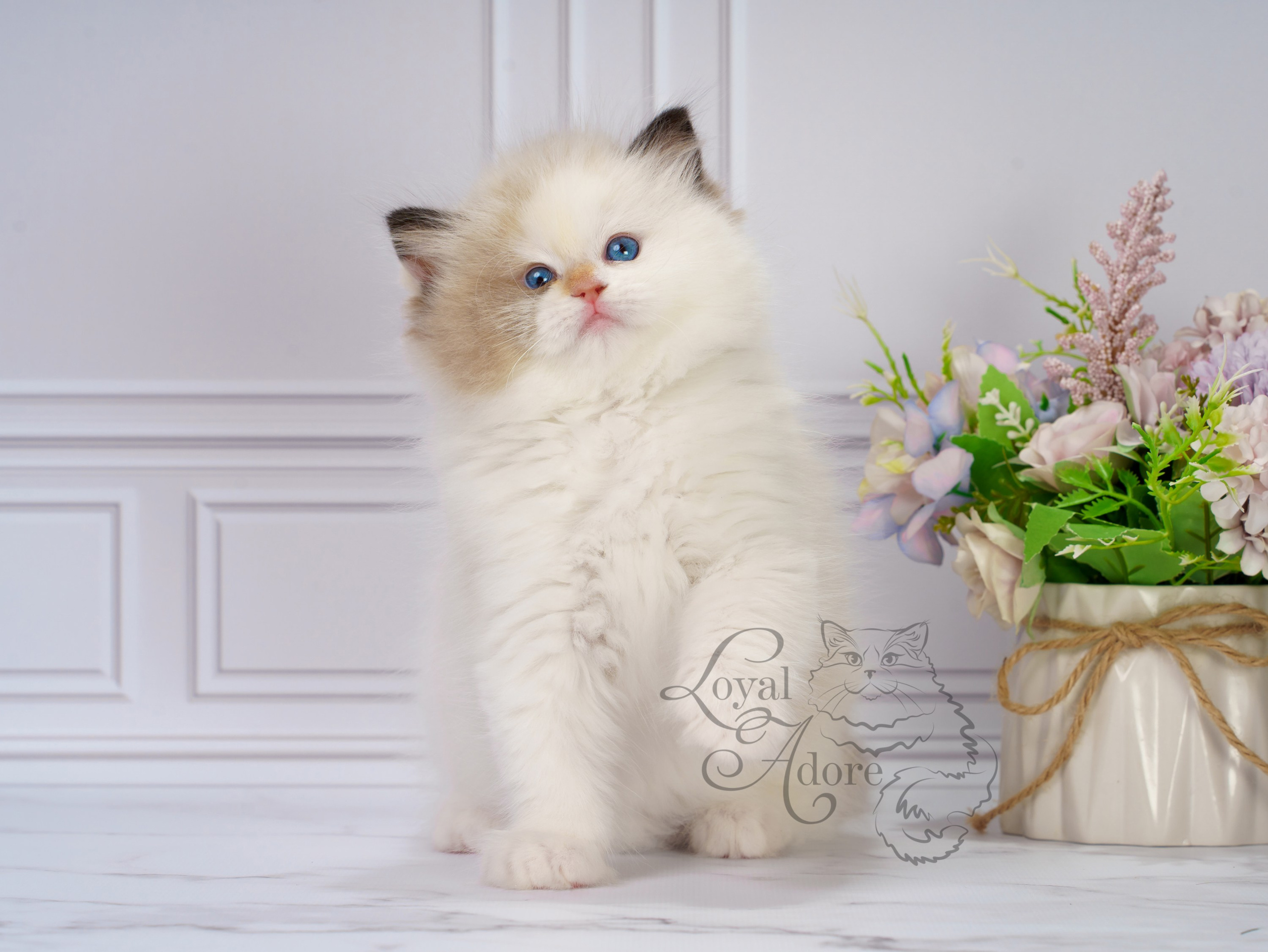 Котята рэгдолл от Loyal Adore. Питомник рэгдолл Loyal Adore