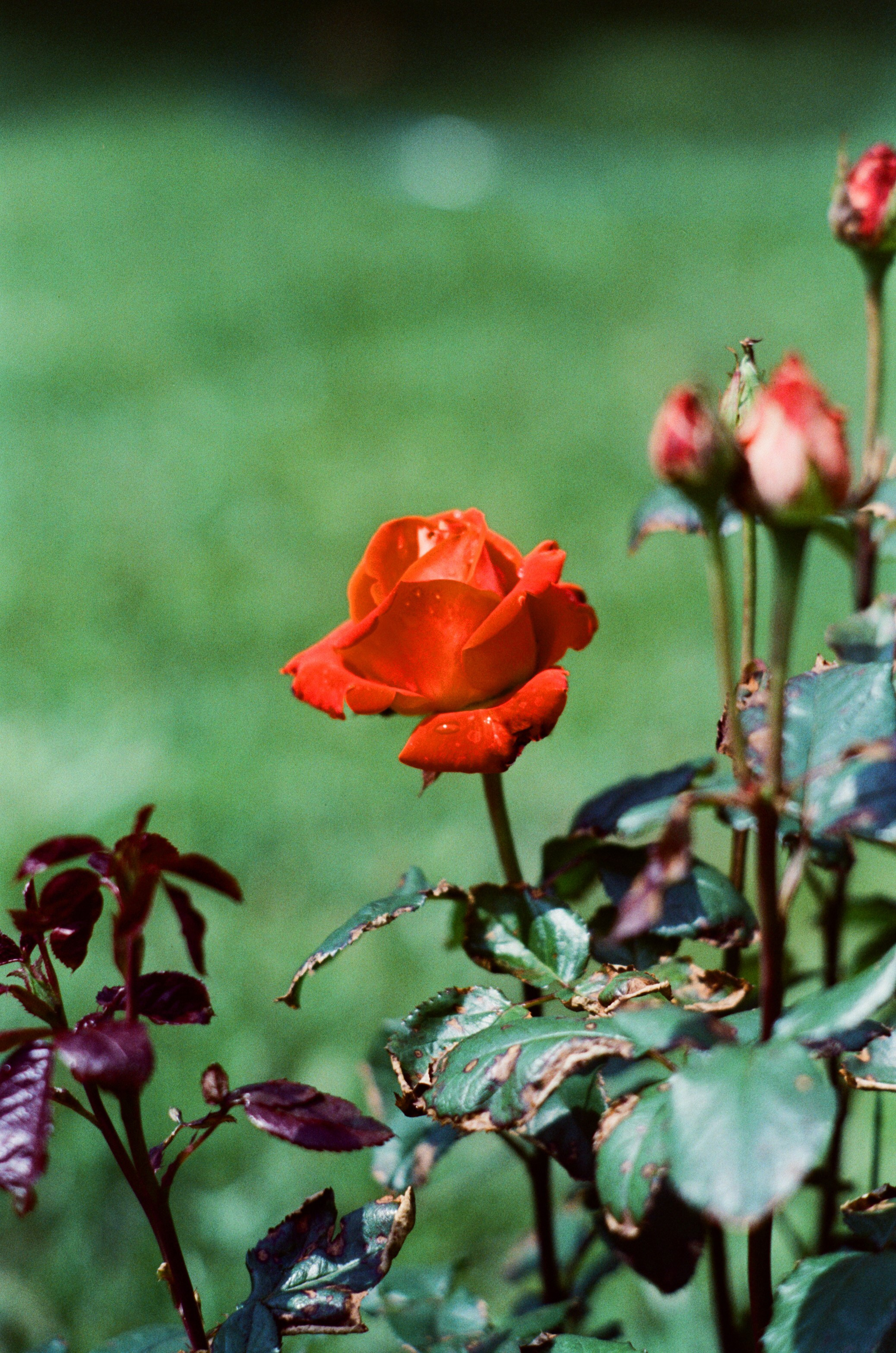 Canon 33V — Minolta MC Rokkor-PF 85 mm f1.7 | SFL 200T | июль 2025 г