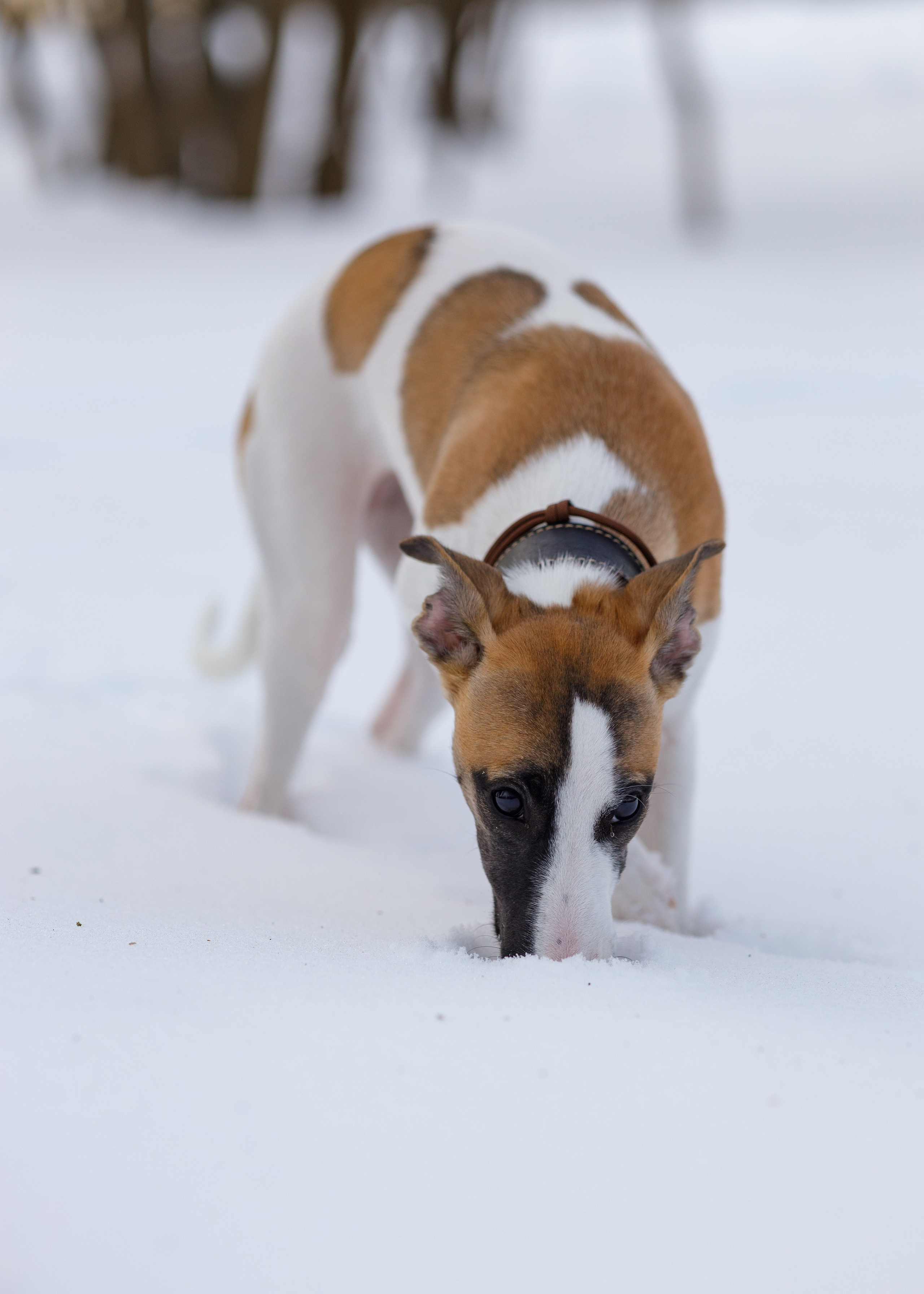 Ланди. Анна Самохина. Фотограф. Москва