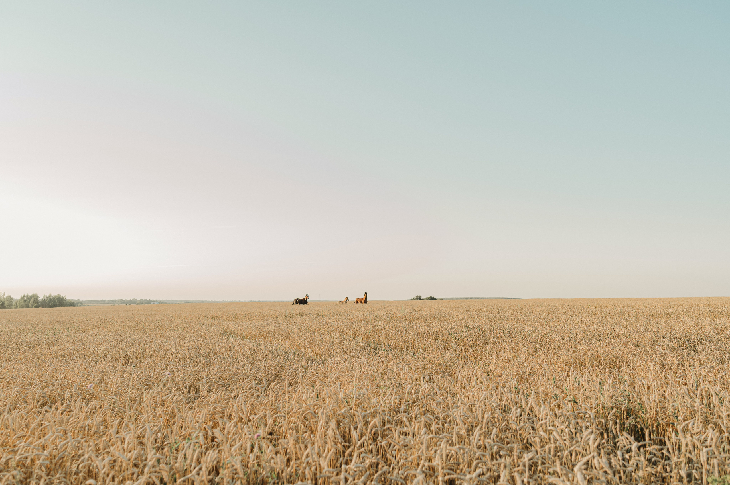 Для Стаса, Вики и Саши. Свадебный и семейный фотограф в Тульской области Пашкова Екатерина
