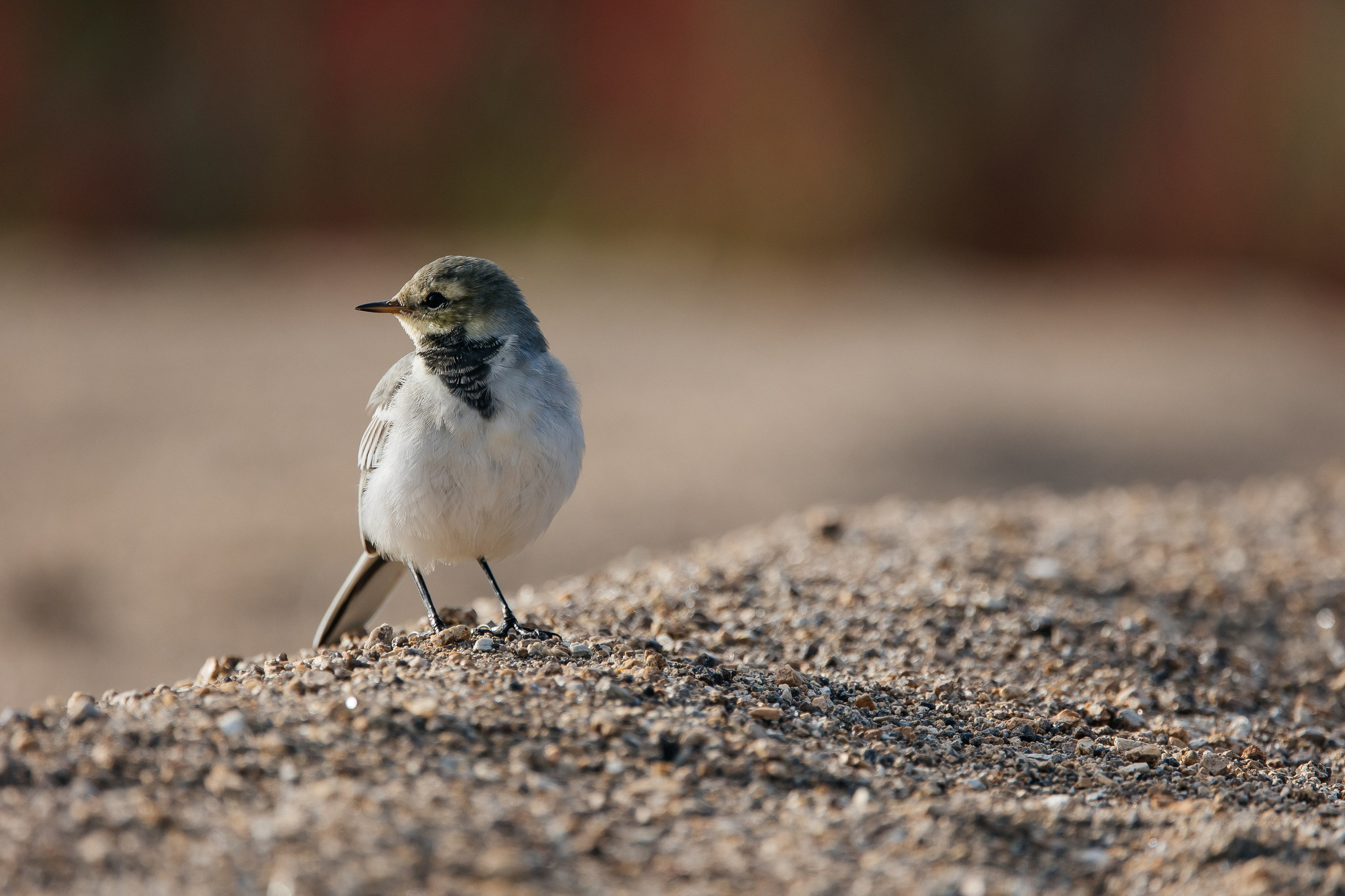 ПЕЙЗАЖ И ЛЮДИ. Саргылана Афанасьева