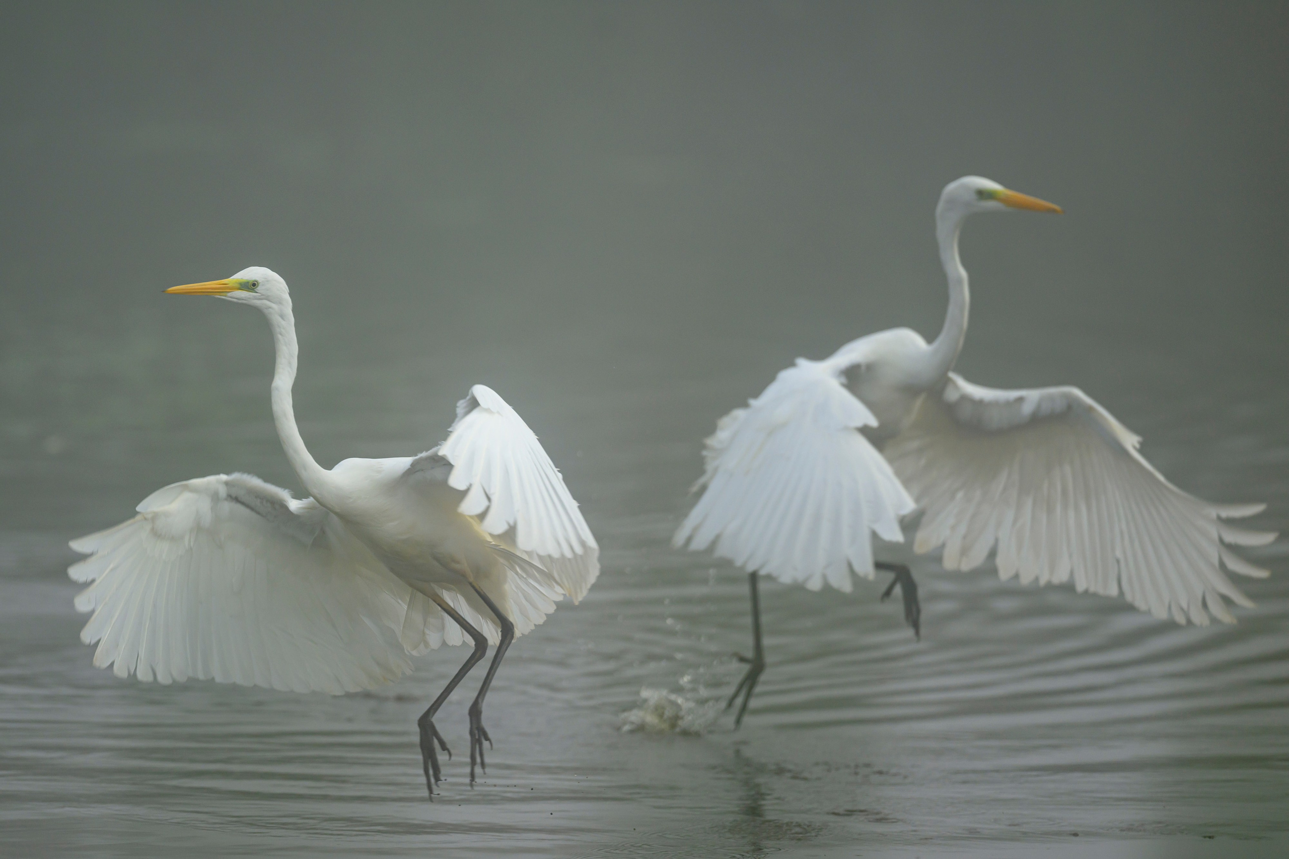 Цапли. Wildlife photography by Sergey Puponin