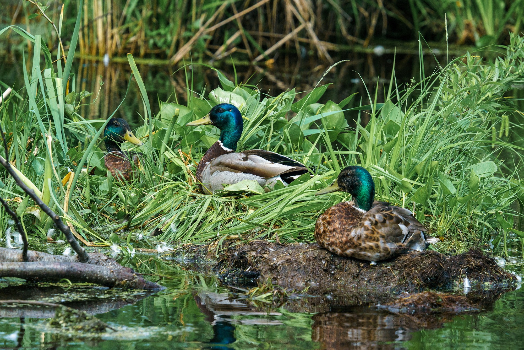 Удивительные мир птиц. Вокруг нас столько прекрасного — присмотритесь!. Ваш личный фотограф Марина Волкова