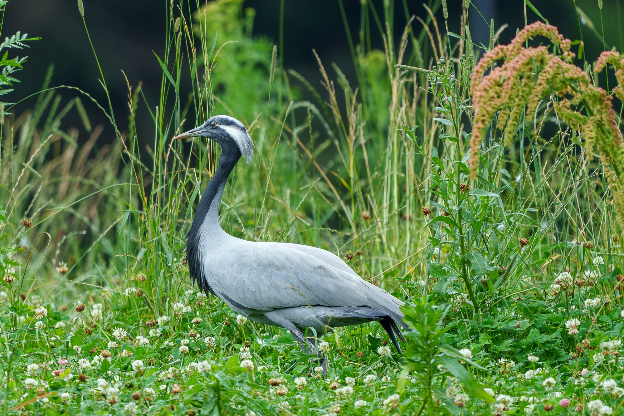 Удивительные мир птиц. Вокруг нас столько прекрасного — присмотритесь!. Ваш личный фотограф Марина Волкова