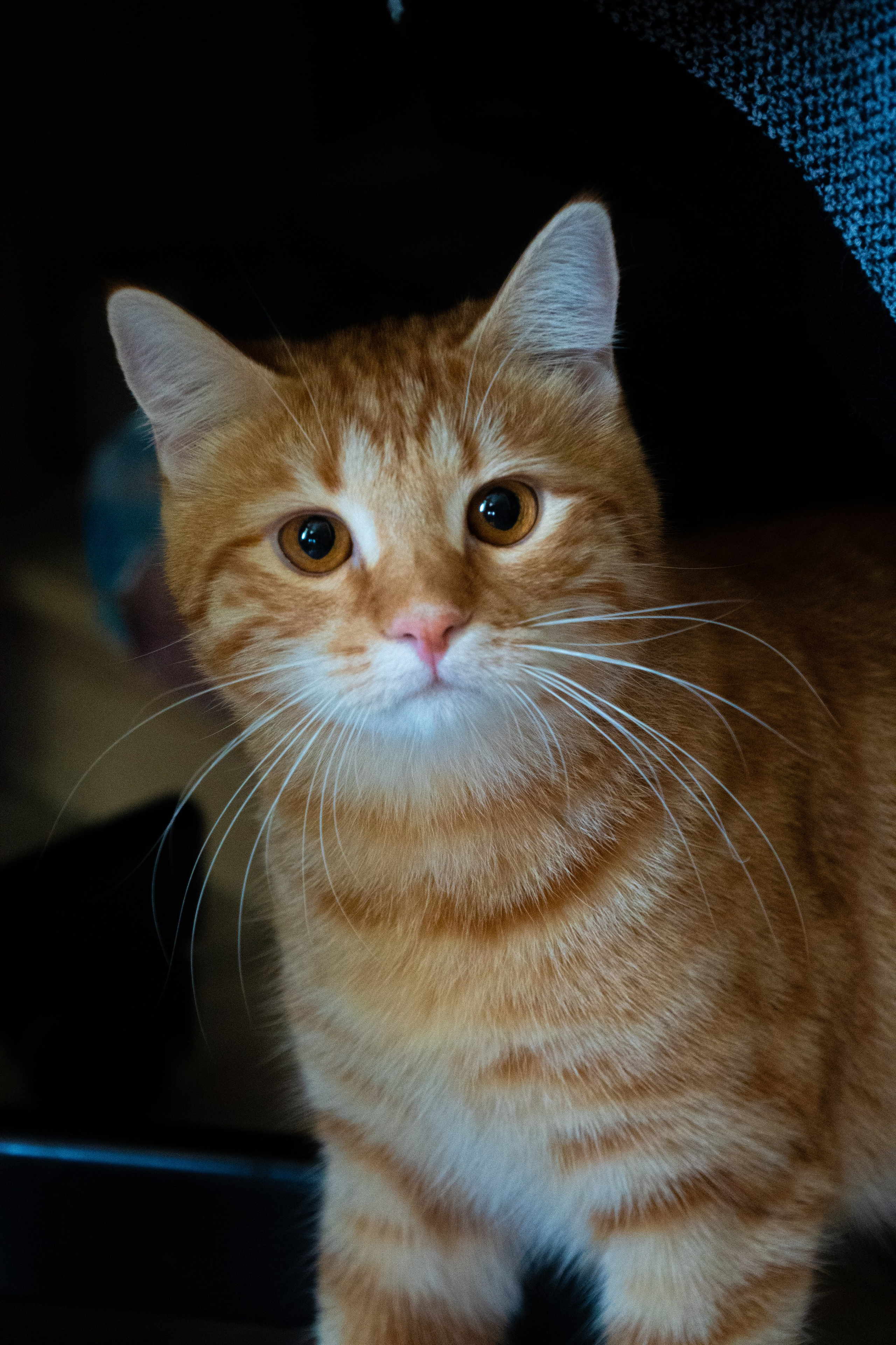 Приют для животных «Пушистые друзья». Видеограф, фотограф в Санкт-Петербурге Элеонора Петрова