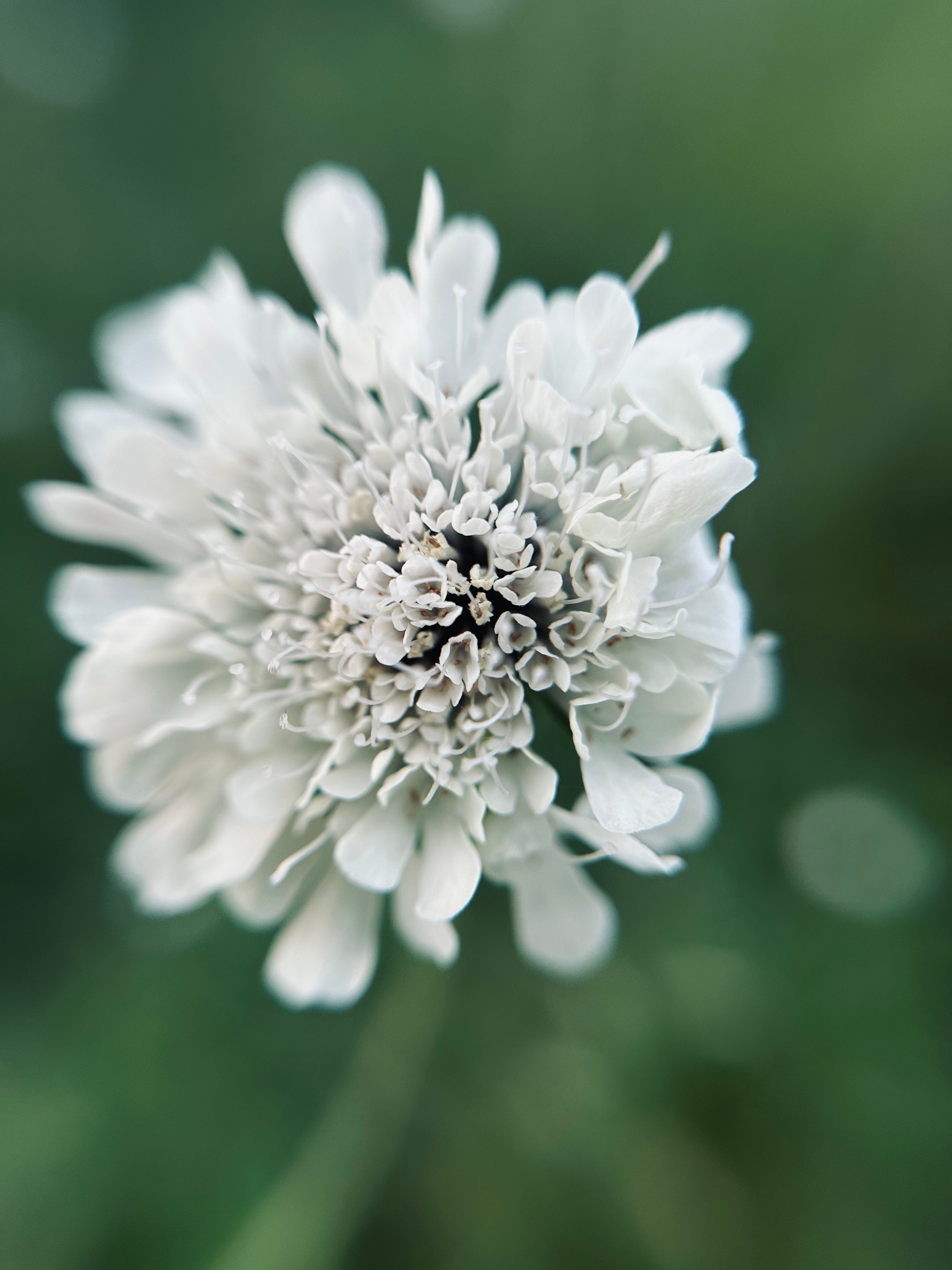 Макро любовь. Смотри, красота!