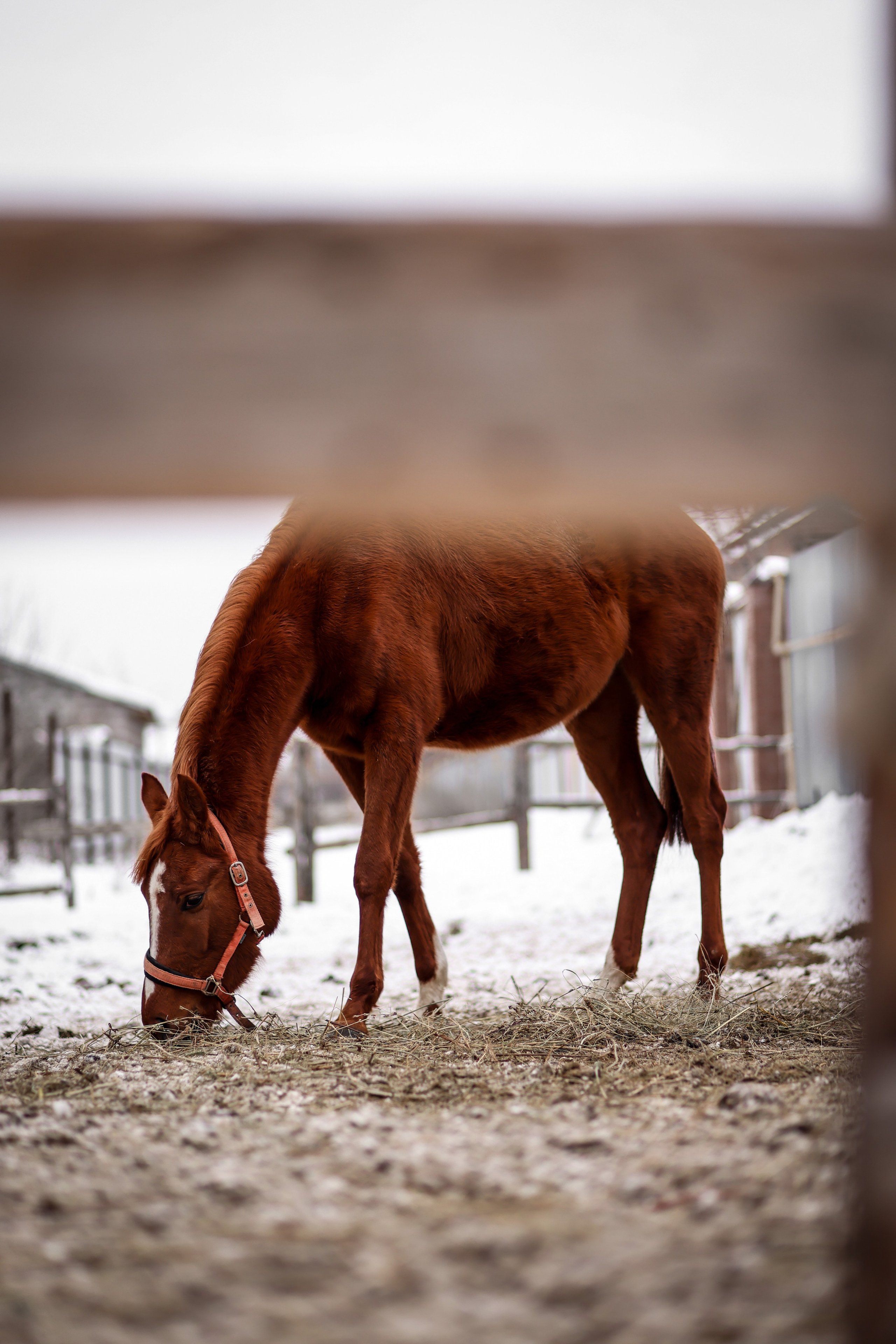 Съёмки с животными. Фотограф в Самаре