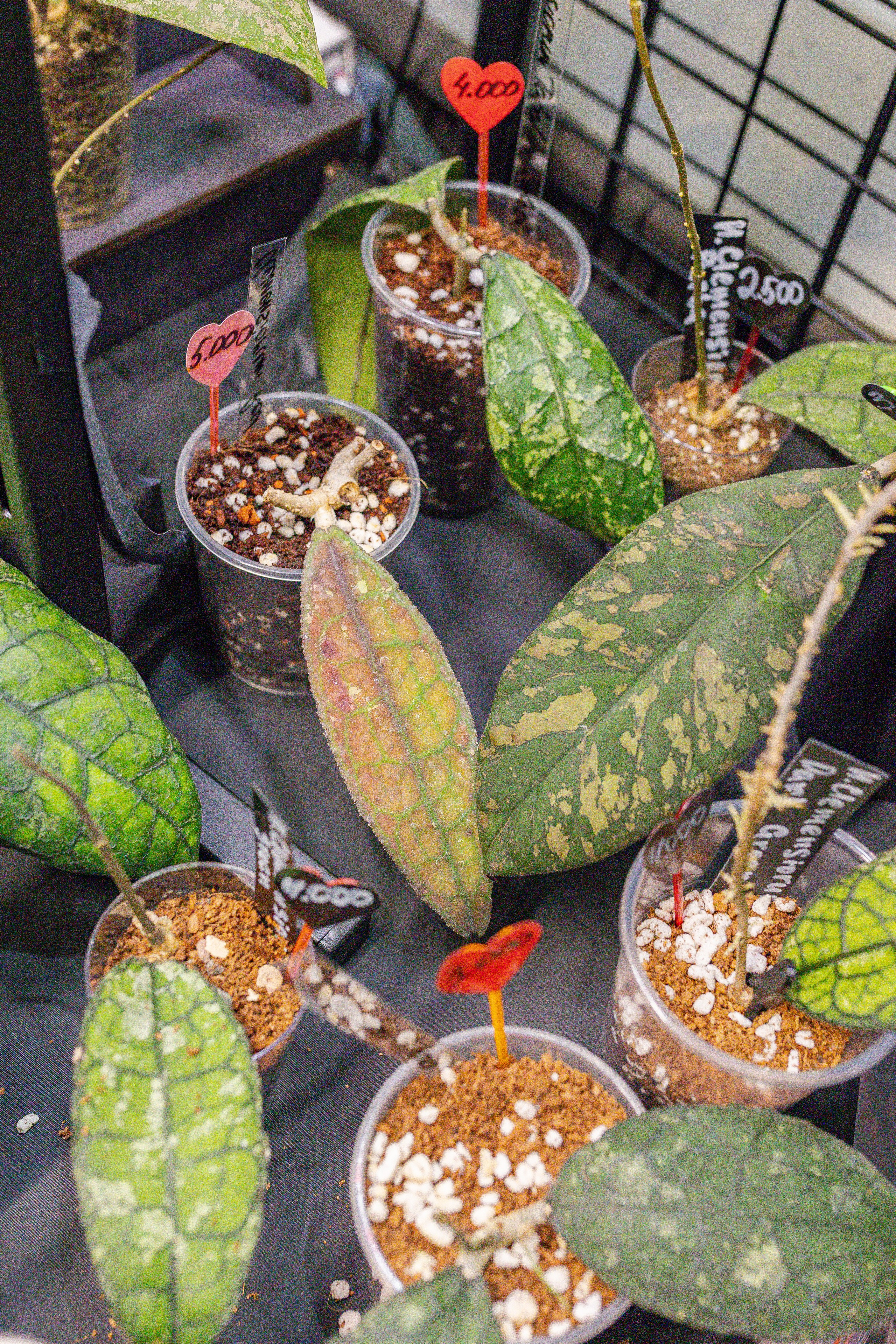 Монстериум апрель 2026. Александра Куликова фотограф, Москва