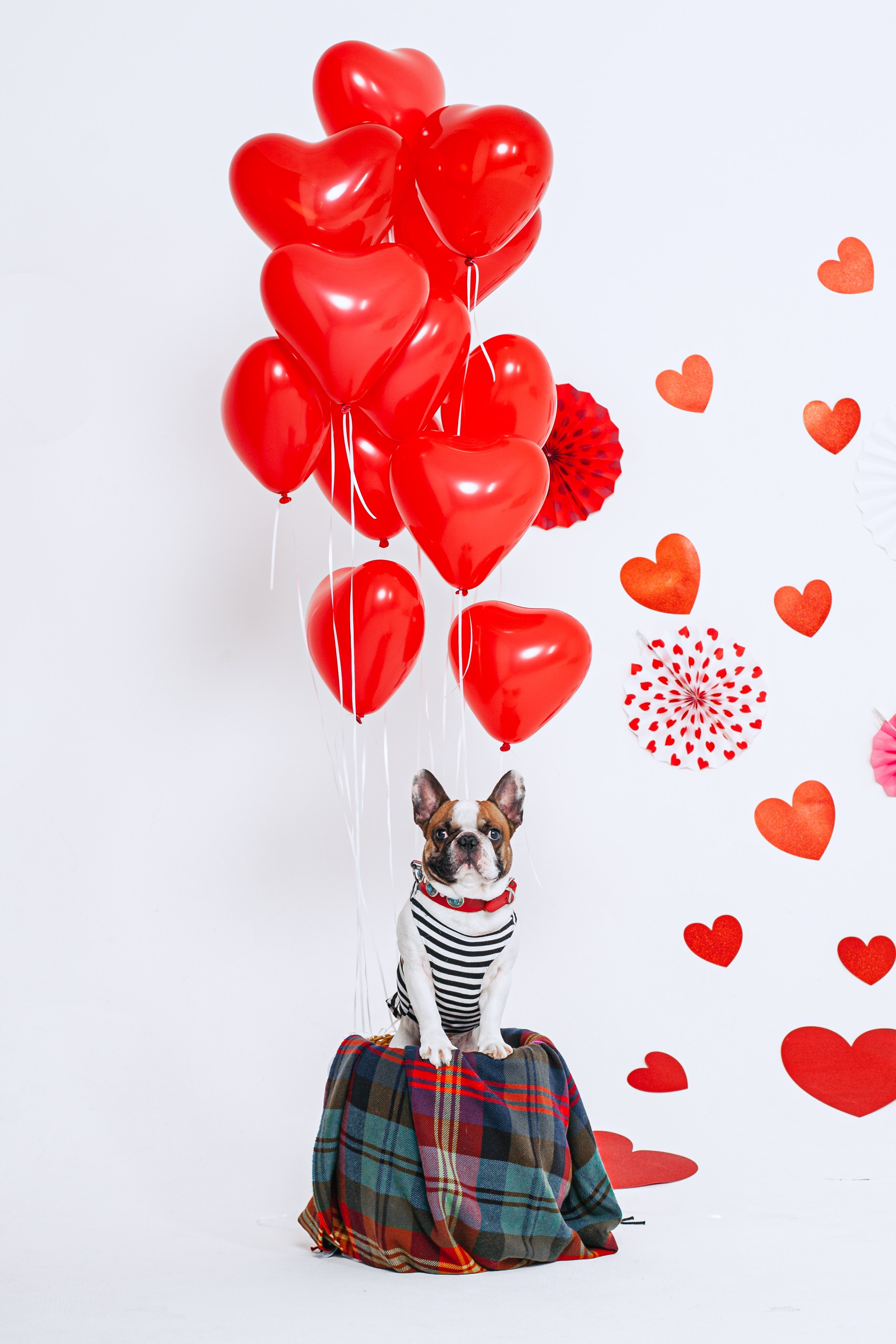 Пижамная вечеринка французских бульдогов и их хозяев. Фотограф-анималист Татьяна Степанова