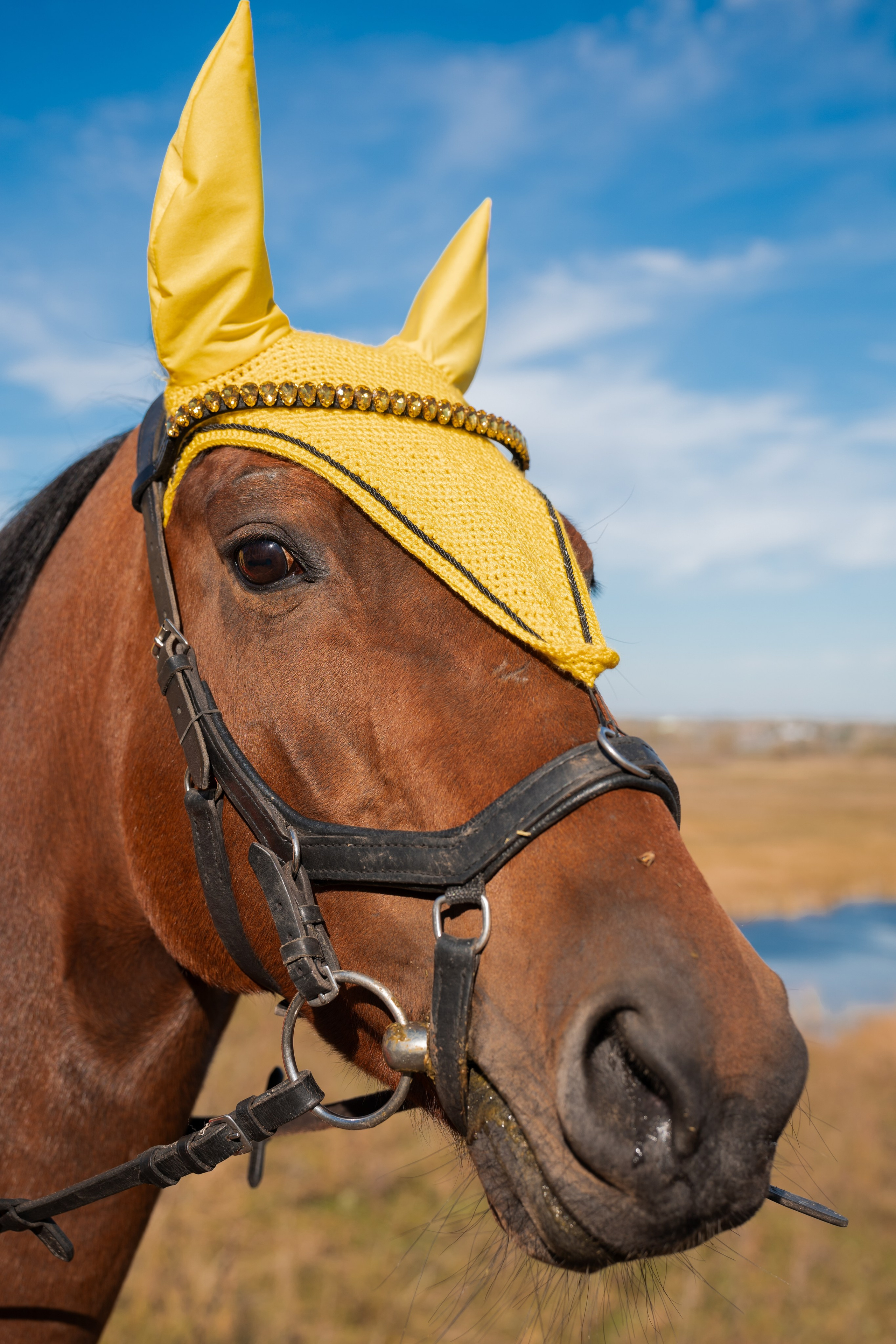 Фотосессия с лошадьми