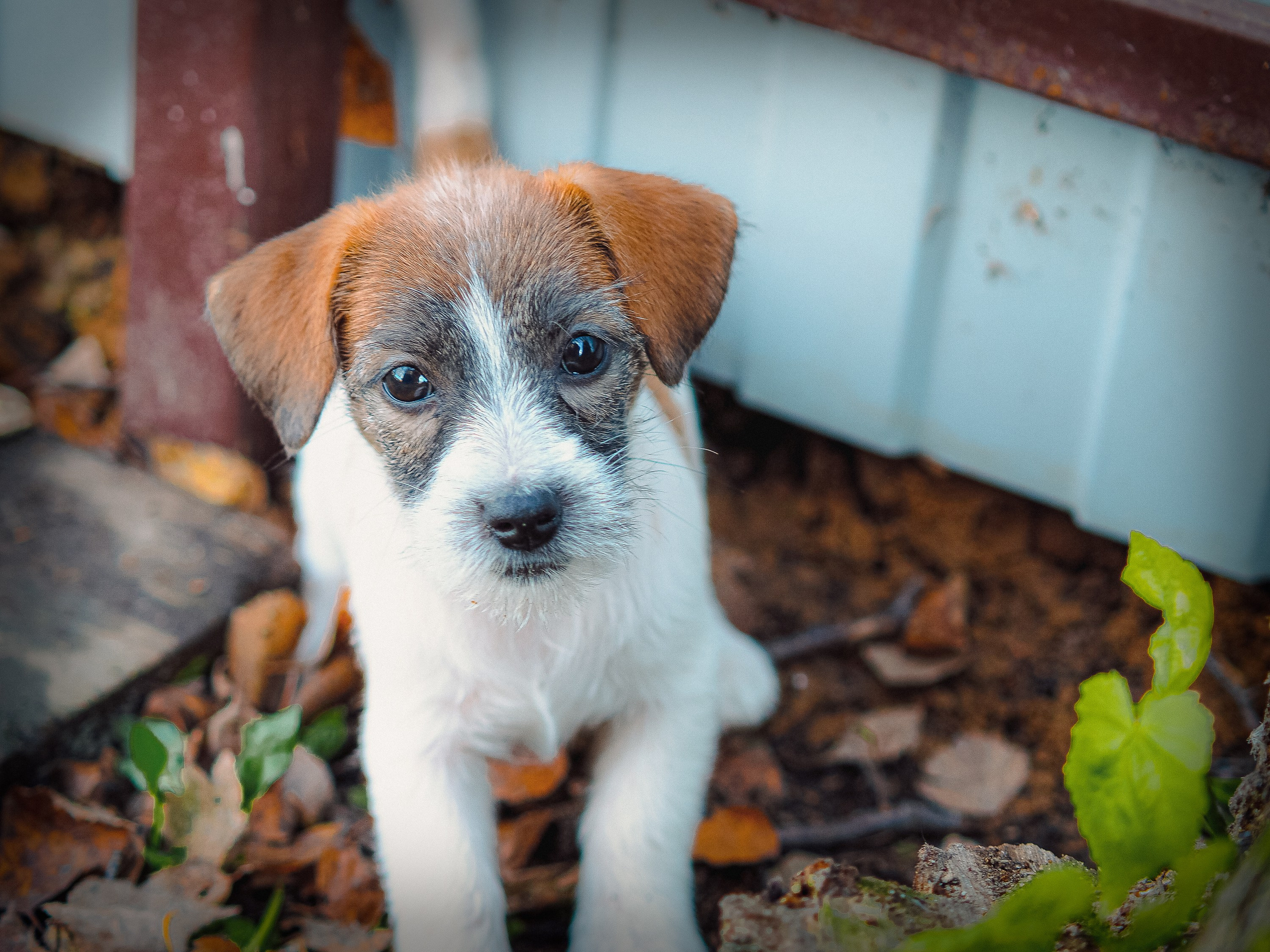 X_female_2_b-t. CANE MAESTRO — kennel Jack Russell Terrier